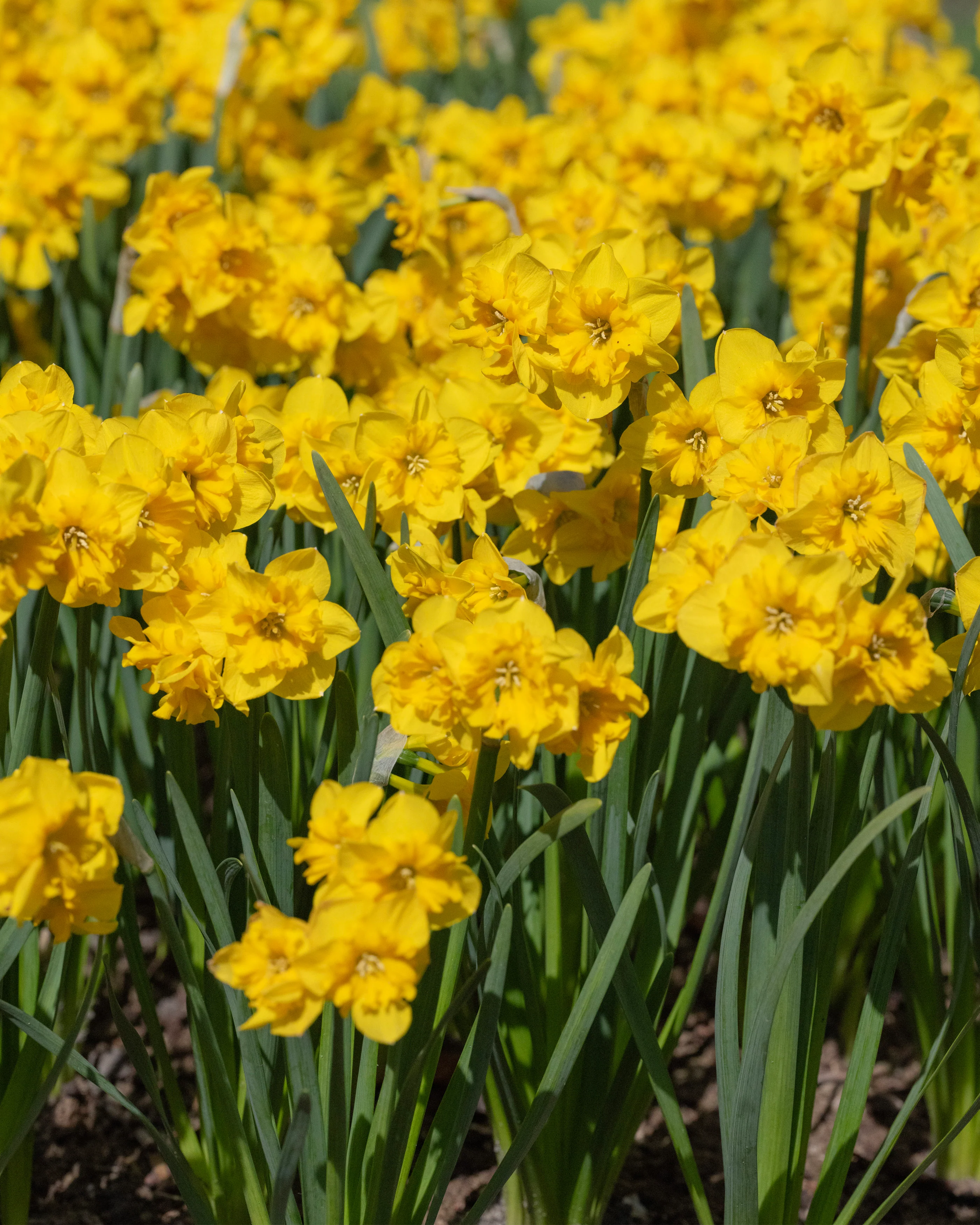 Narcissus 'Yellow Parrot' - Image 8