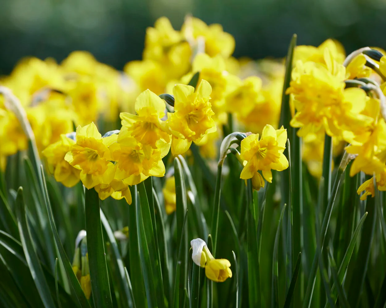 Narcissus 'Yellow Parrot' - Image 9