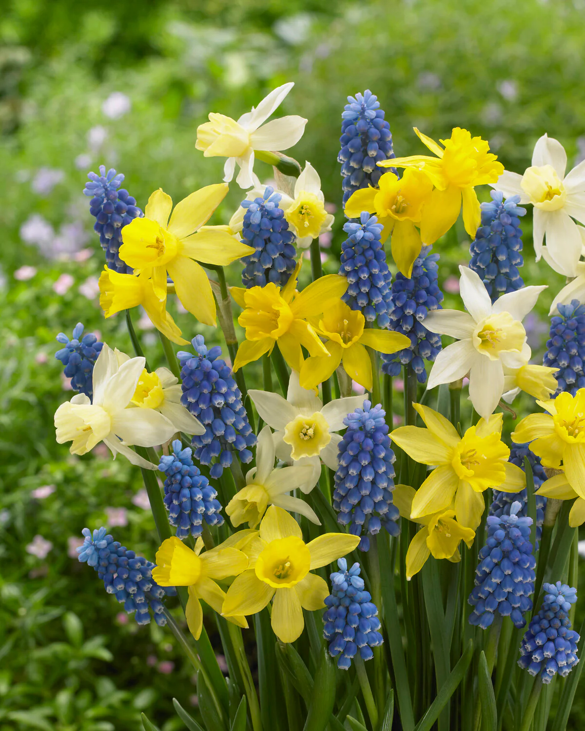 Narcissus 'Yellow Sailboat' - Image 10