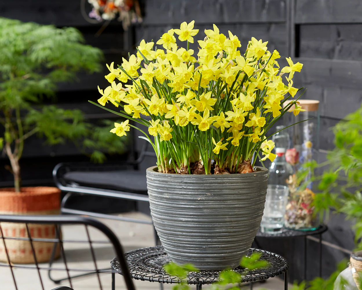 Narcissus 'Yellow Sailboat' - Image 3