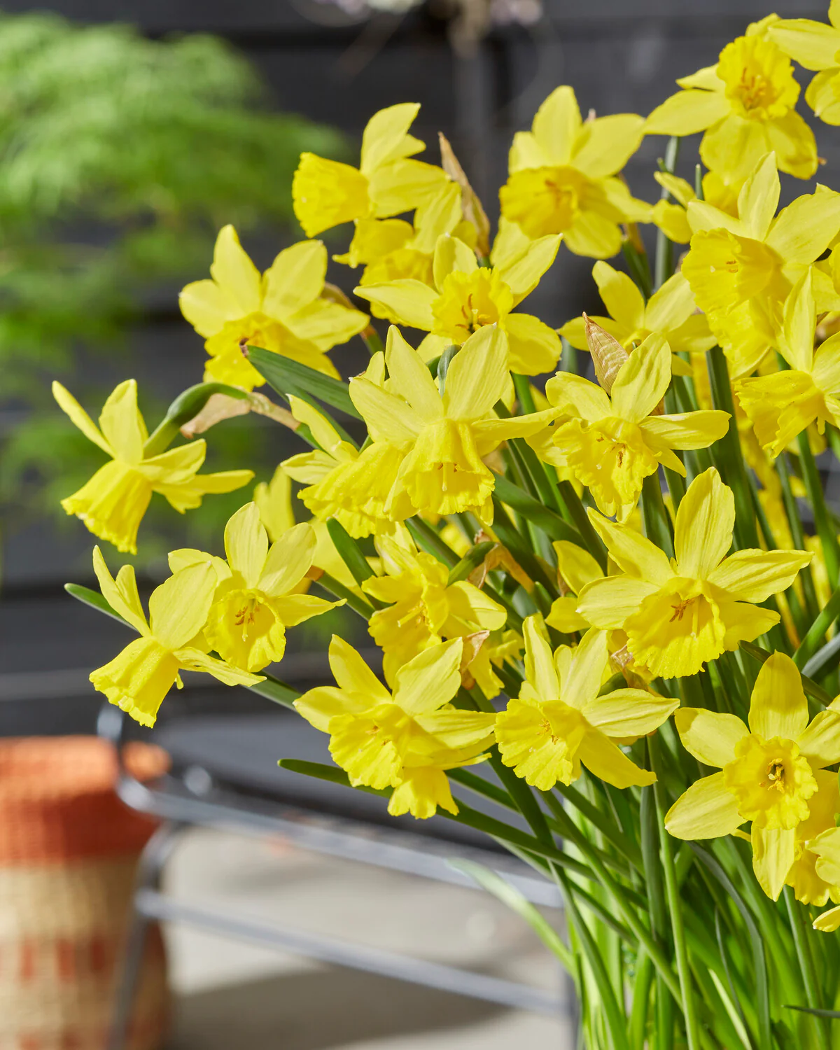Narcissus 'Yellow Sailboat' - Image 4