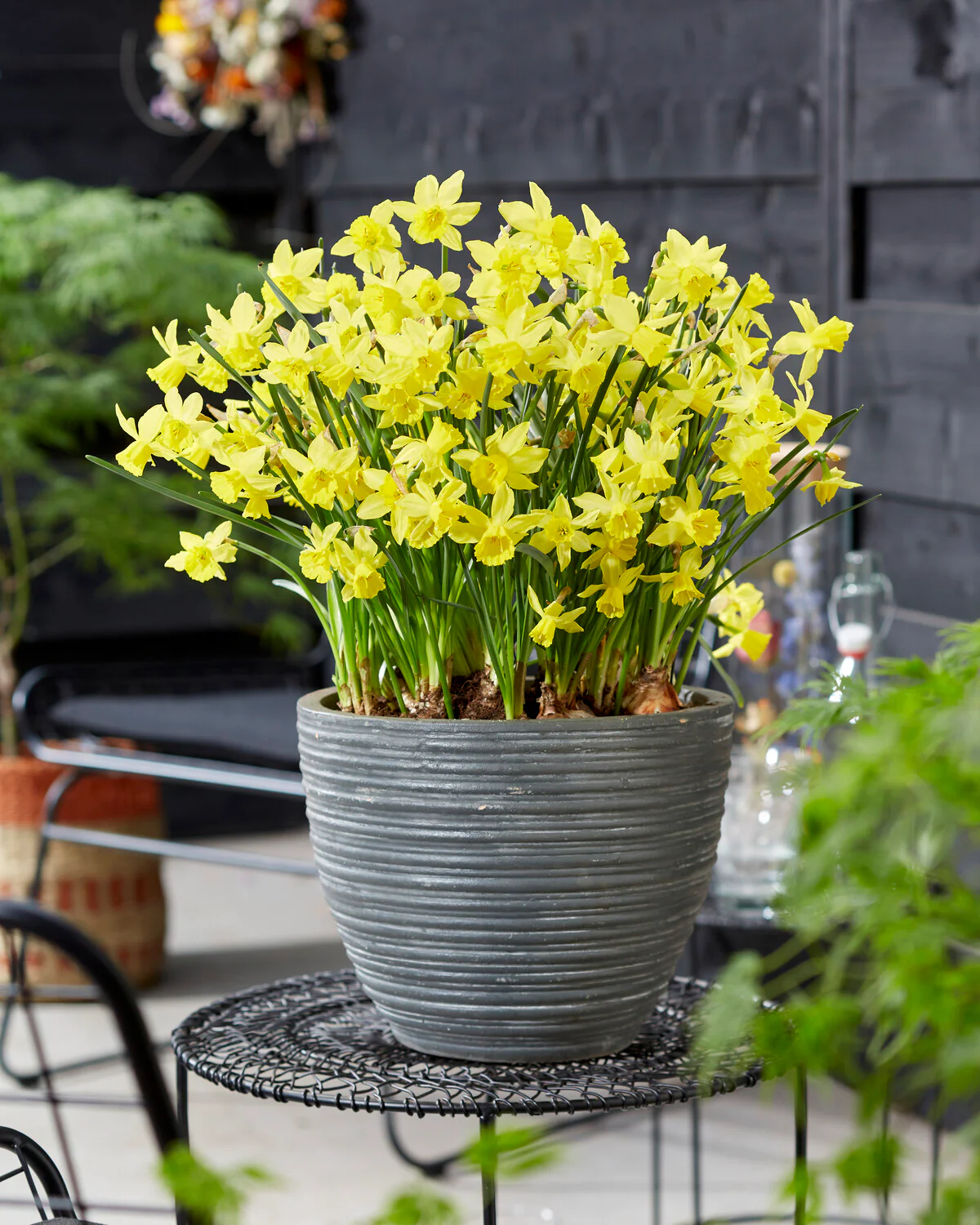 Narcissus 'Yellow Sailboat' - Image 7