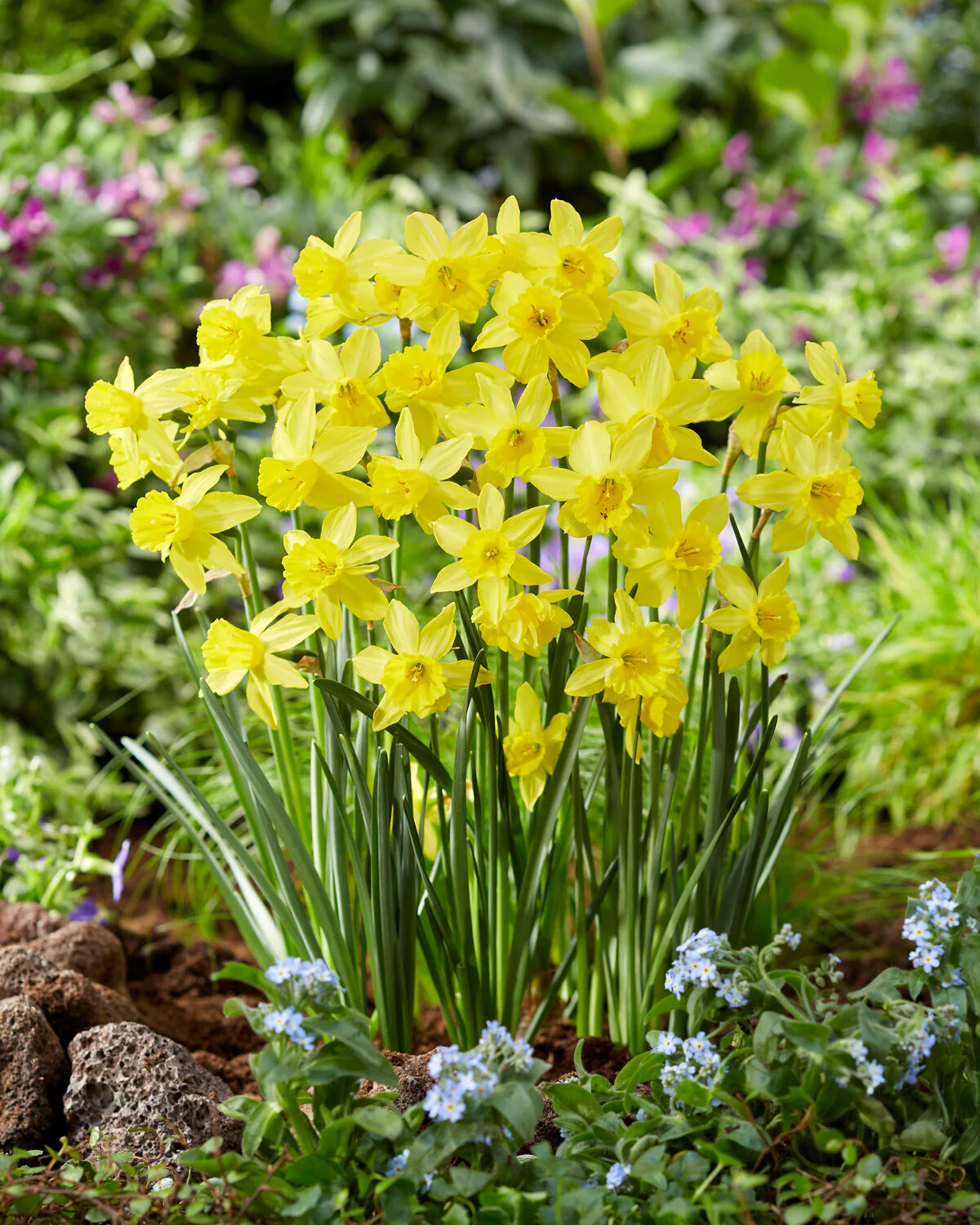 Narcissus 'Yellow Sailboat' - Image 9