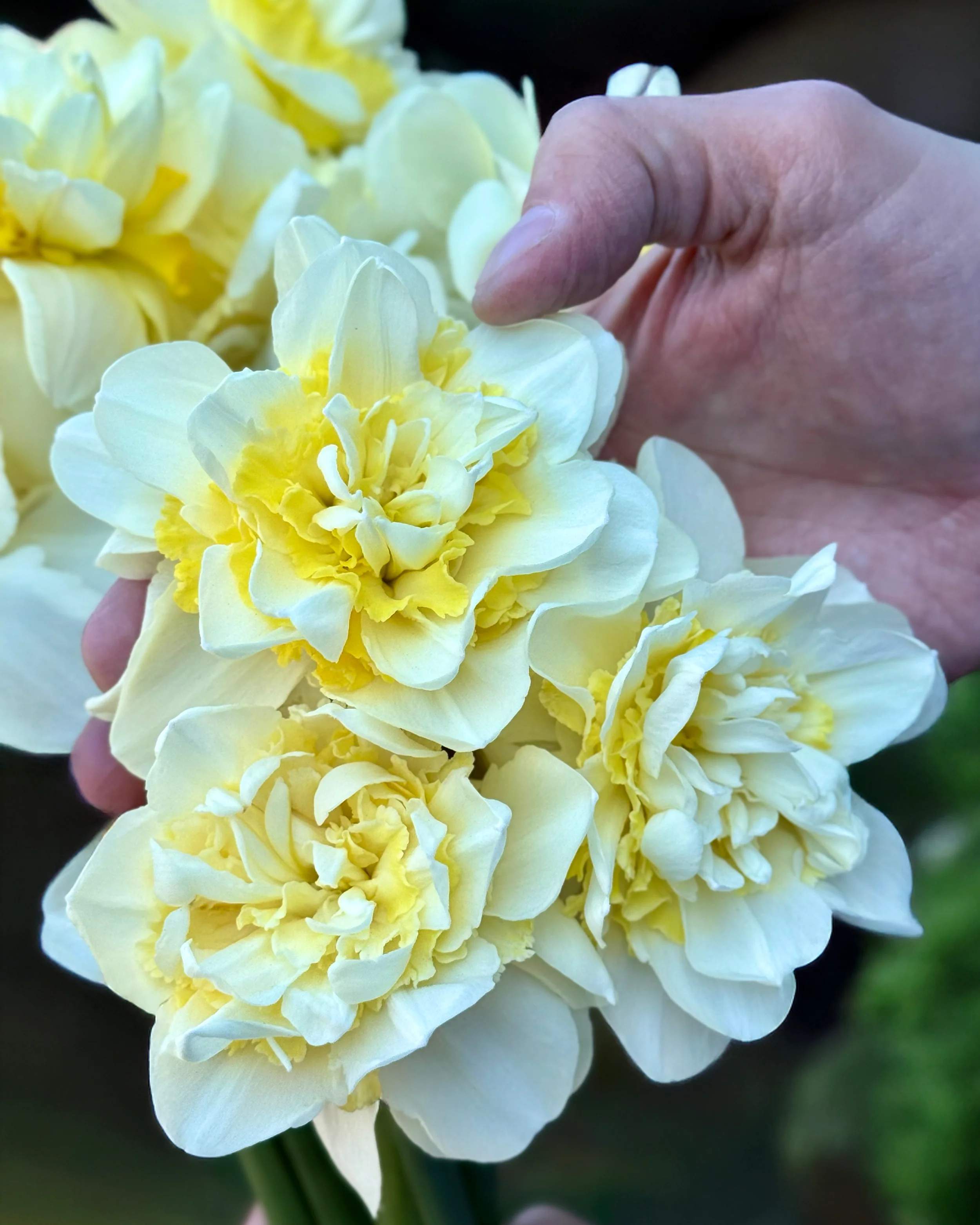 Narcissus 'Young Devotion' - Image 4