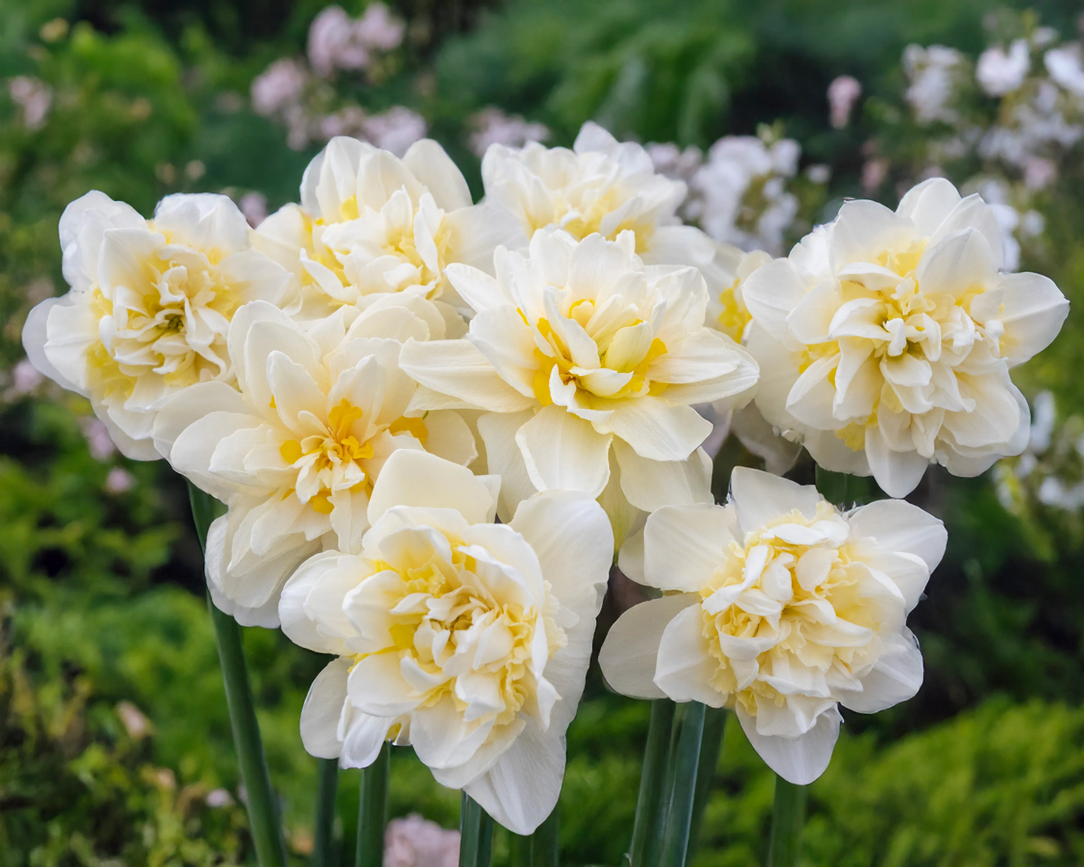 Narcissus 'Young Devotion' - Image 6