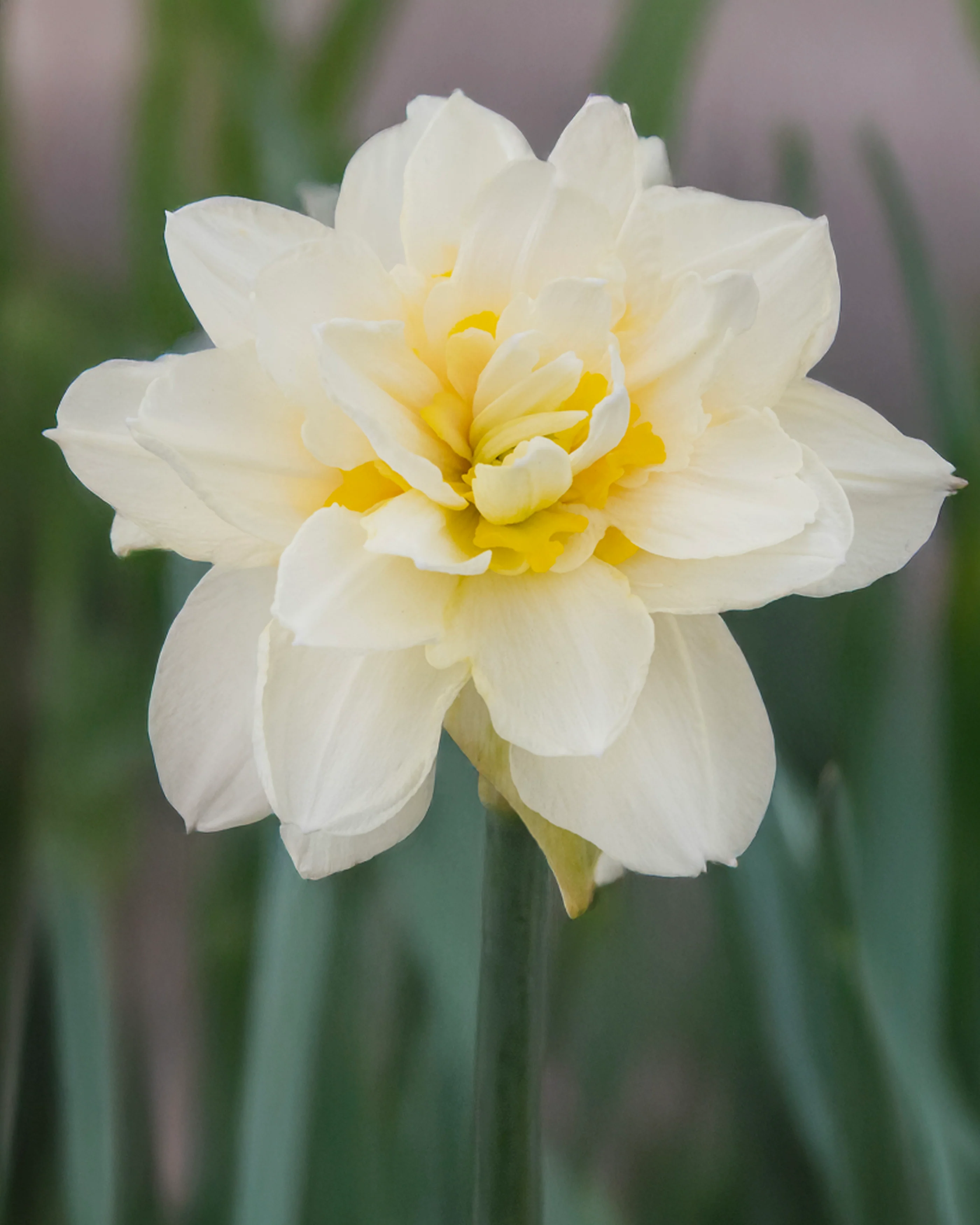 Narcissus 'Young Devotion' - Image 7