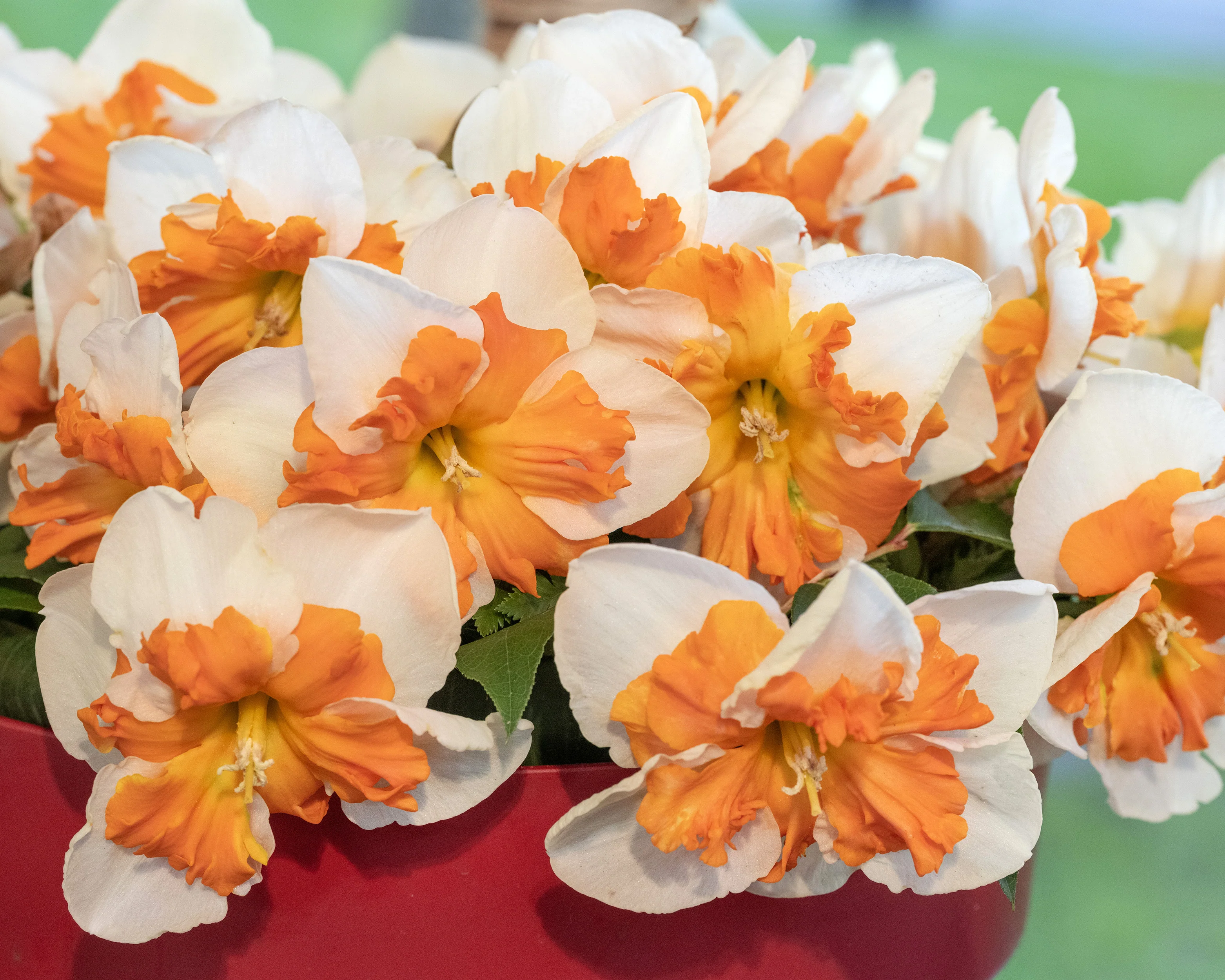 Narcissus 'Zinzi' - Image 4