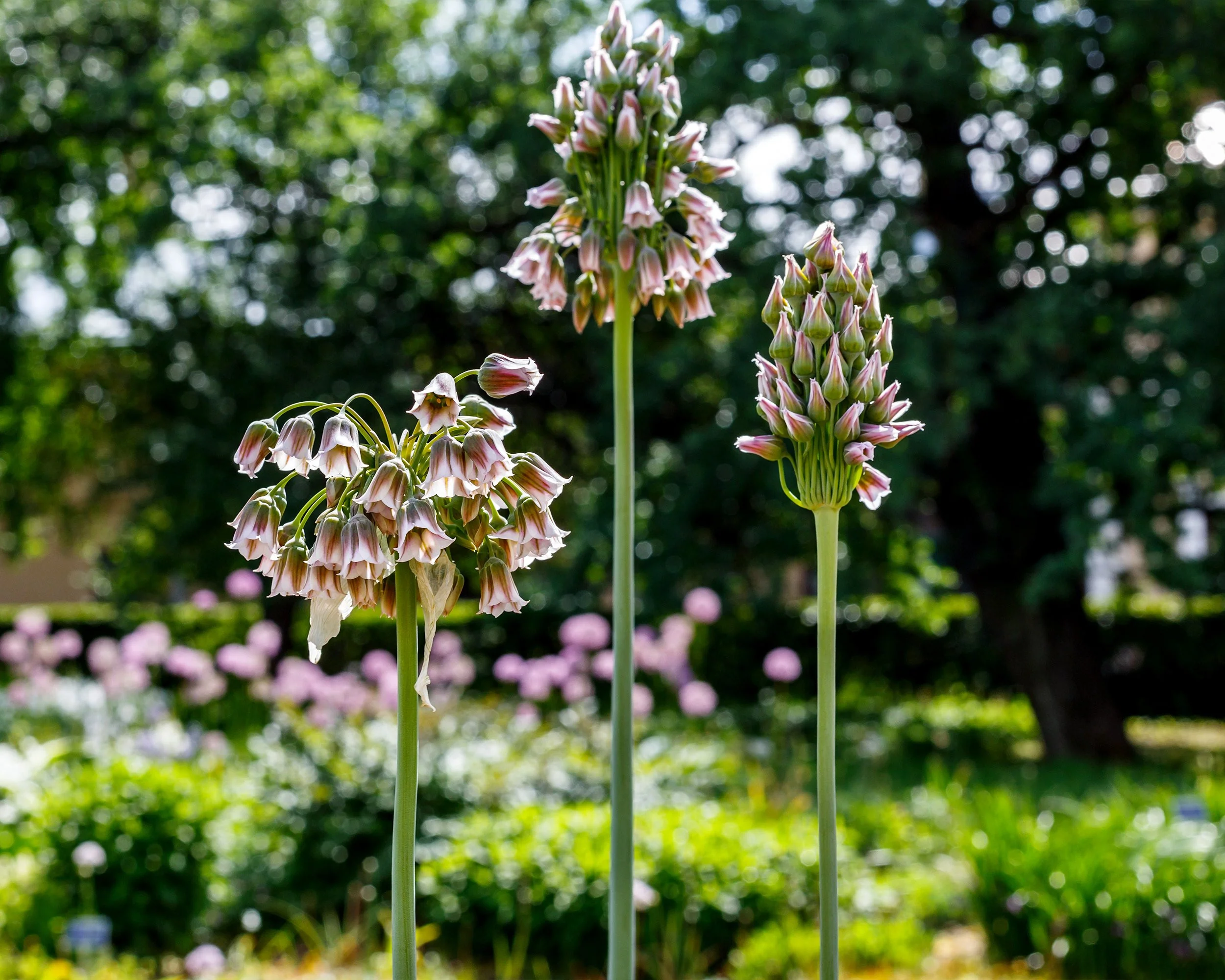 Nectaroscordum siculum - Image 2