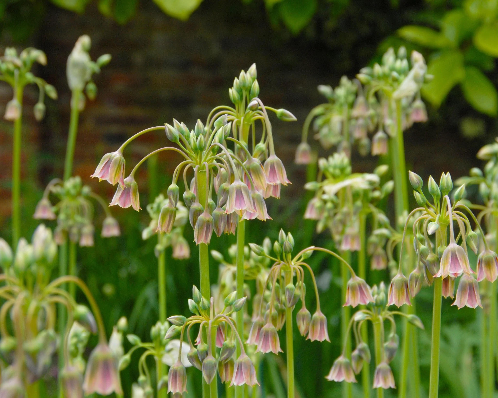Nectaroscordum siculum - Image 4