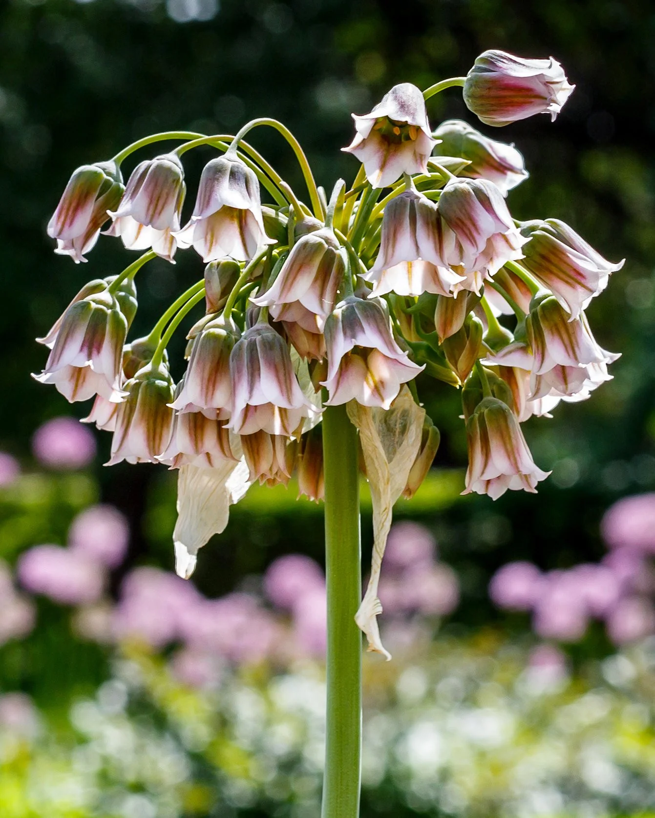 Nectaroscordum siculum - Image 6