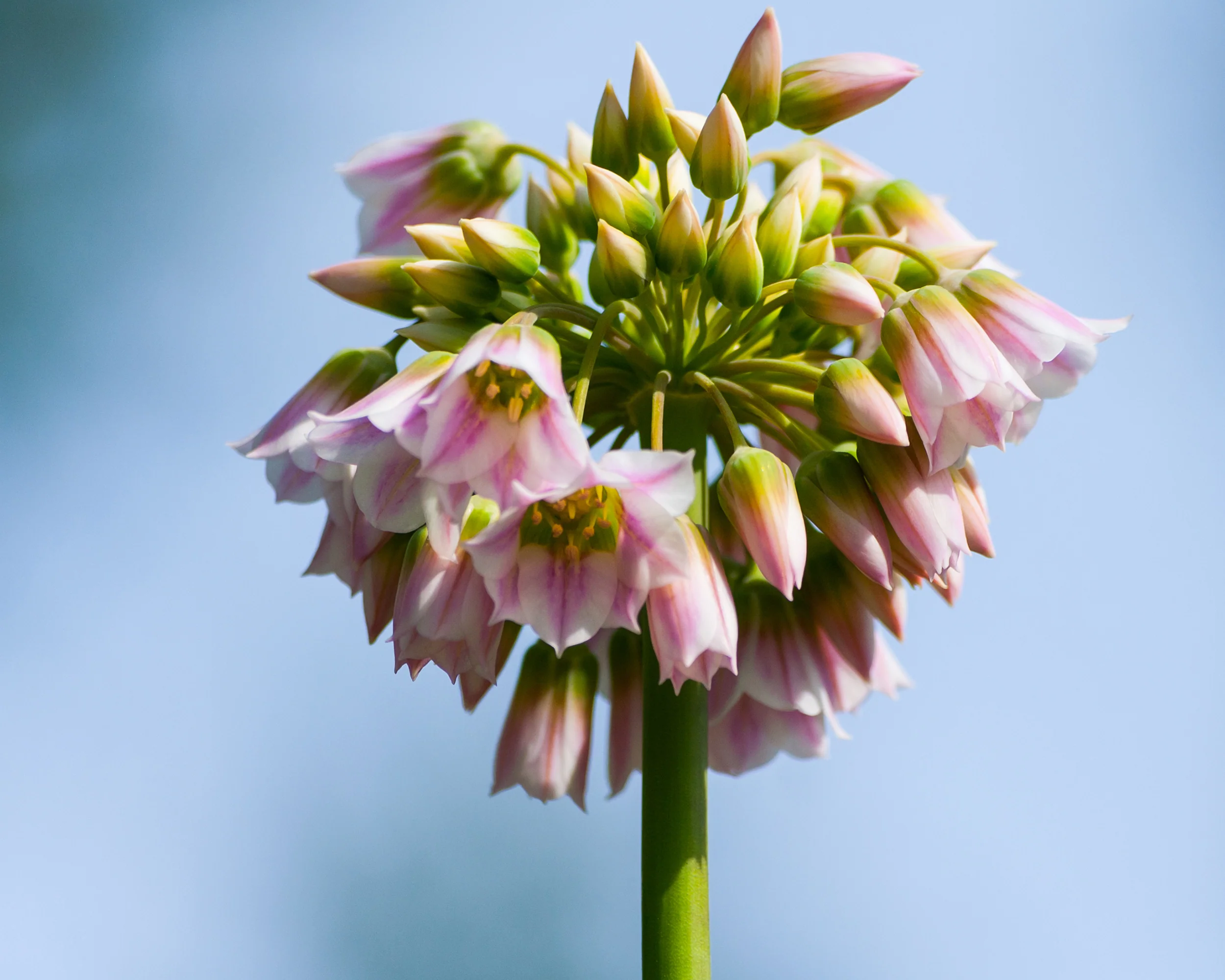 Nectaroscordum tripedale - Image 6