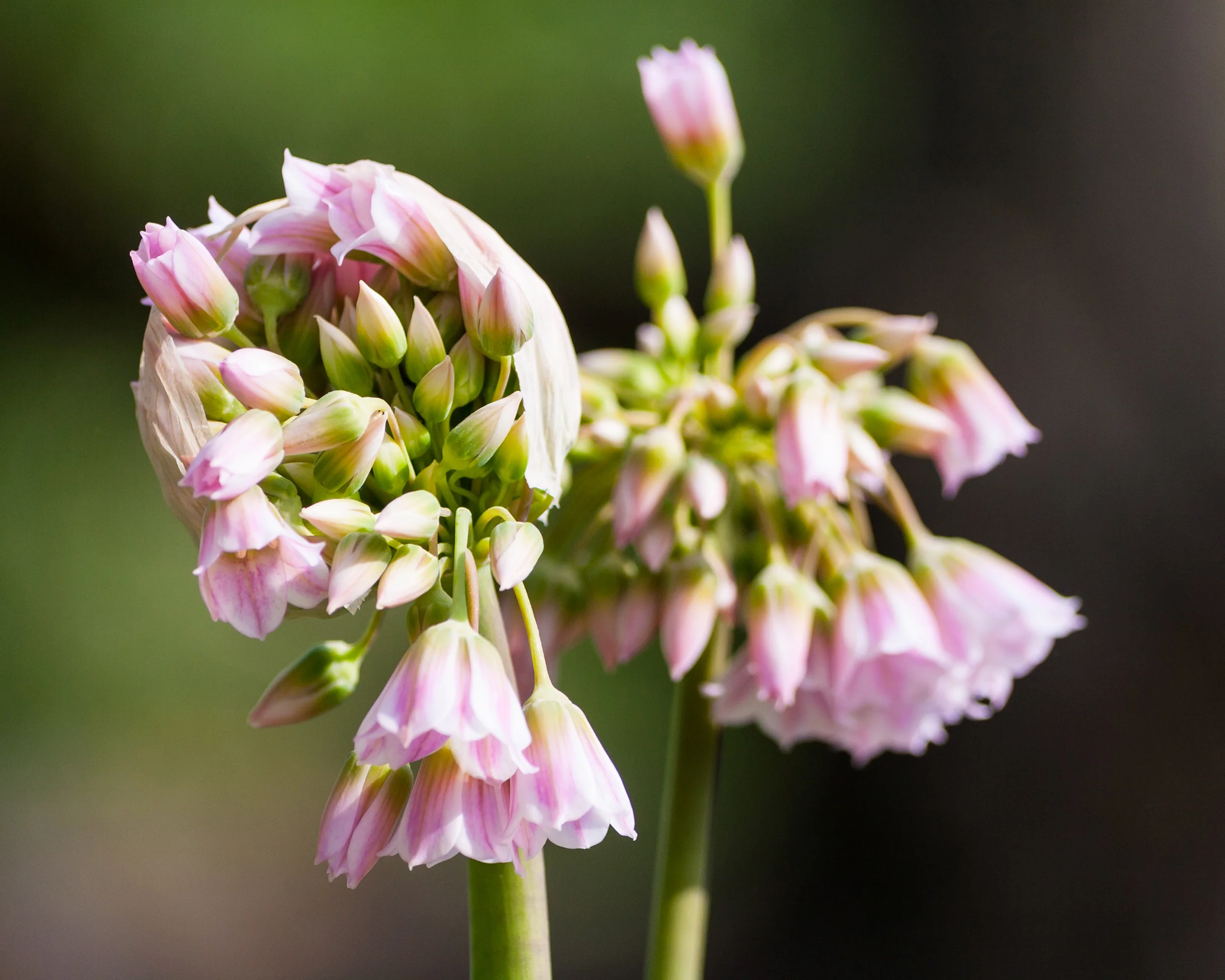 Nectaroscordum tripedale - Image 7