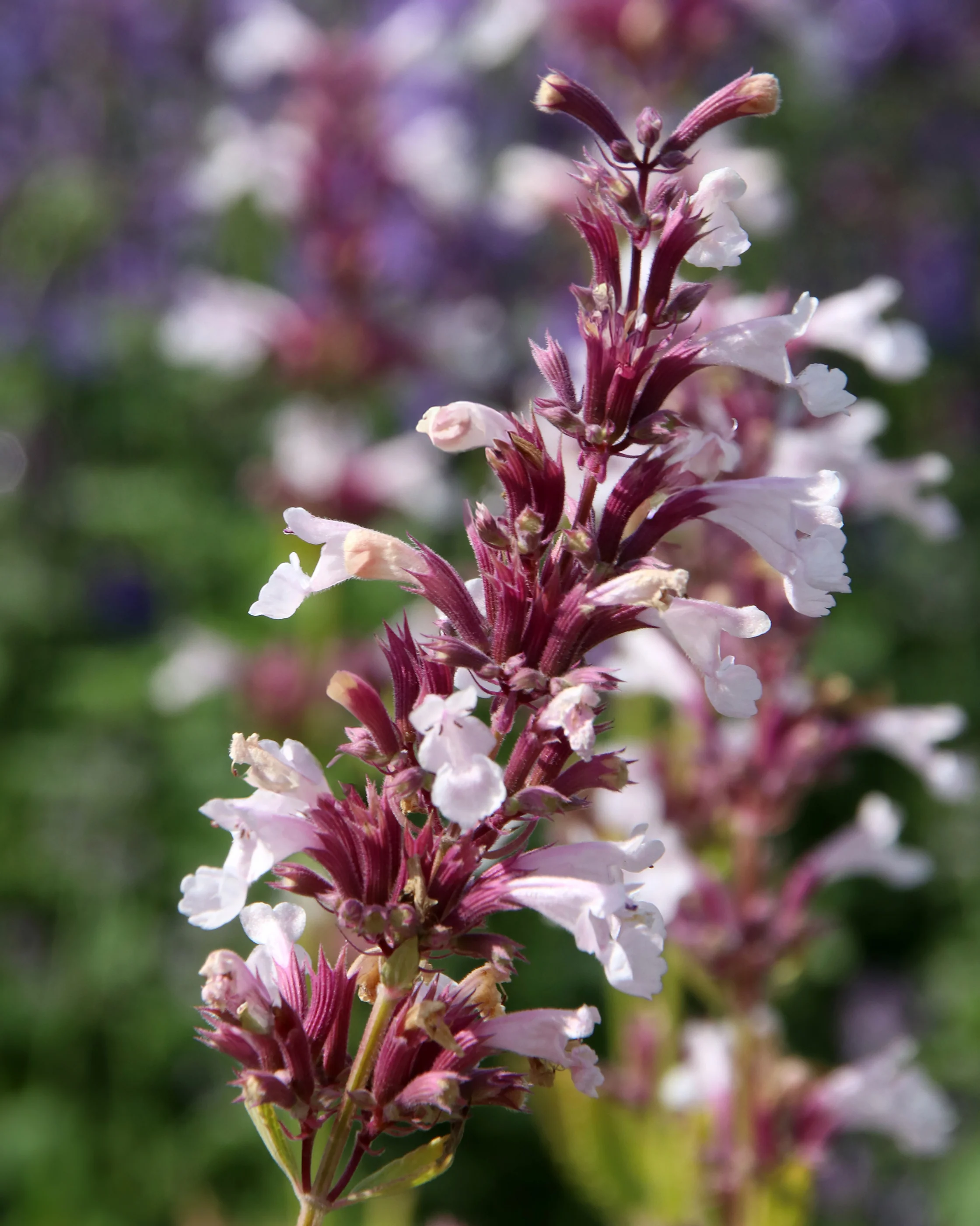 Nepeta 'Dawn to Dusk' - Image 2