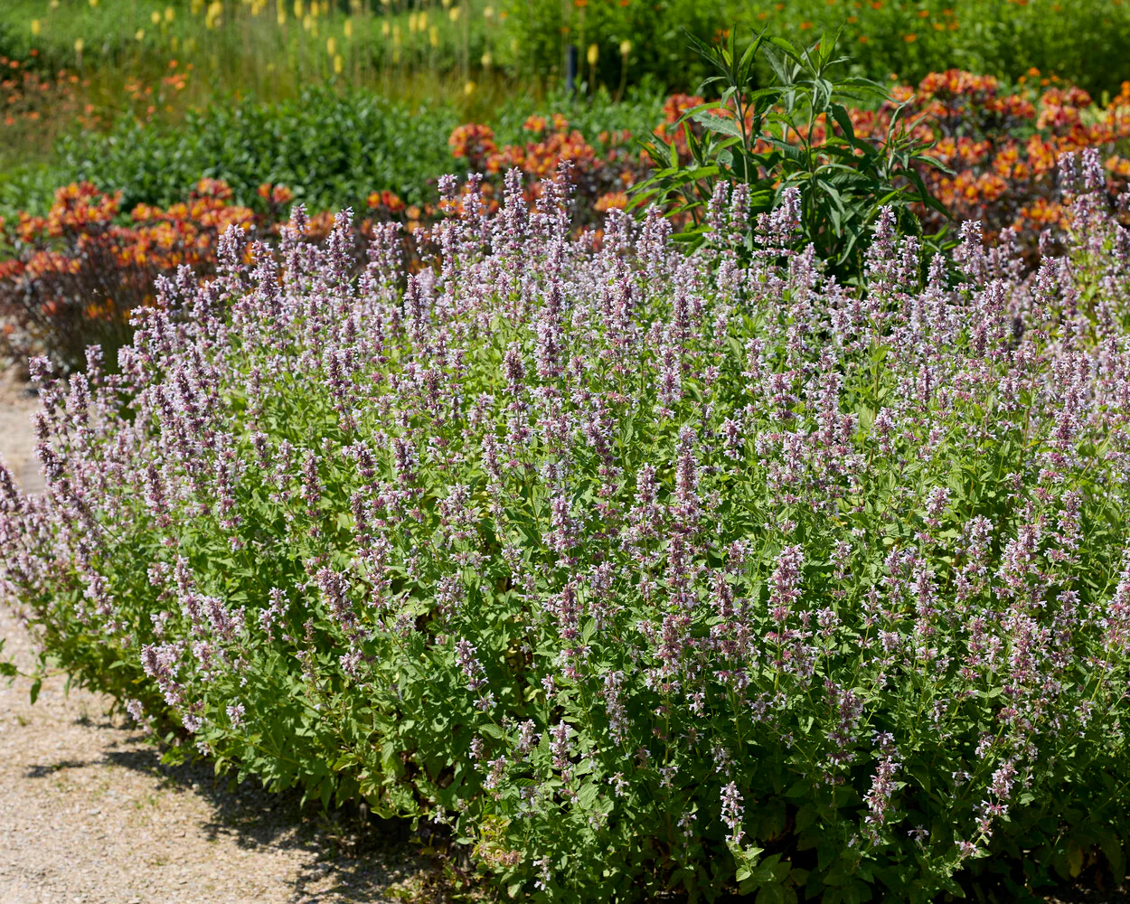 Nepeta 'Dawn to Dusk' - Image 3