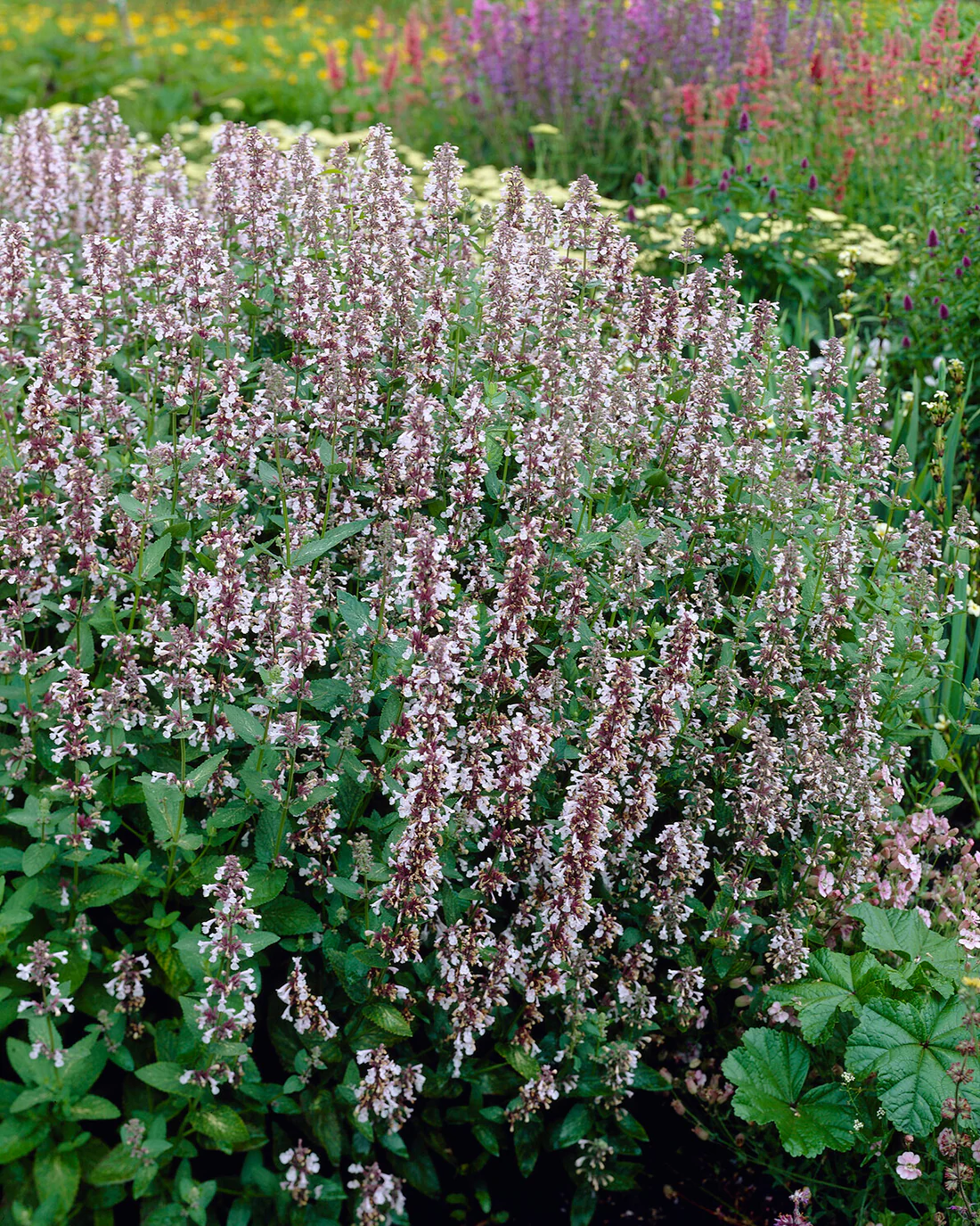 Nepeta 'Dawn to Dusk' - Image 4