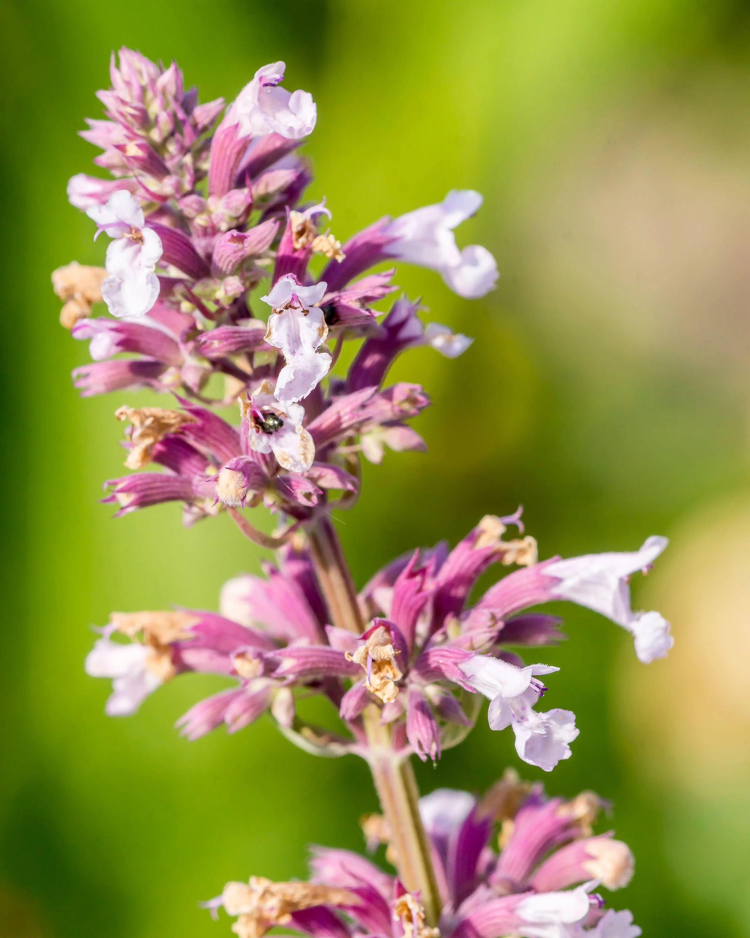 Nepeta 'Dawn to Dusk' - Image 5