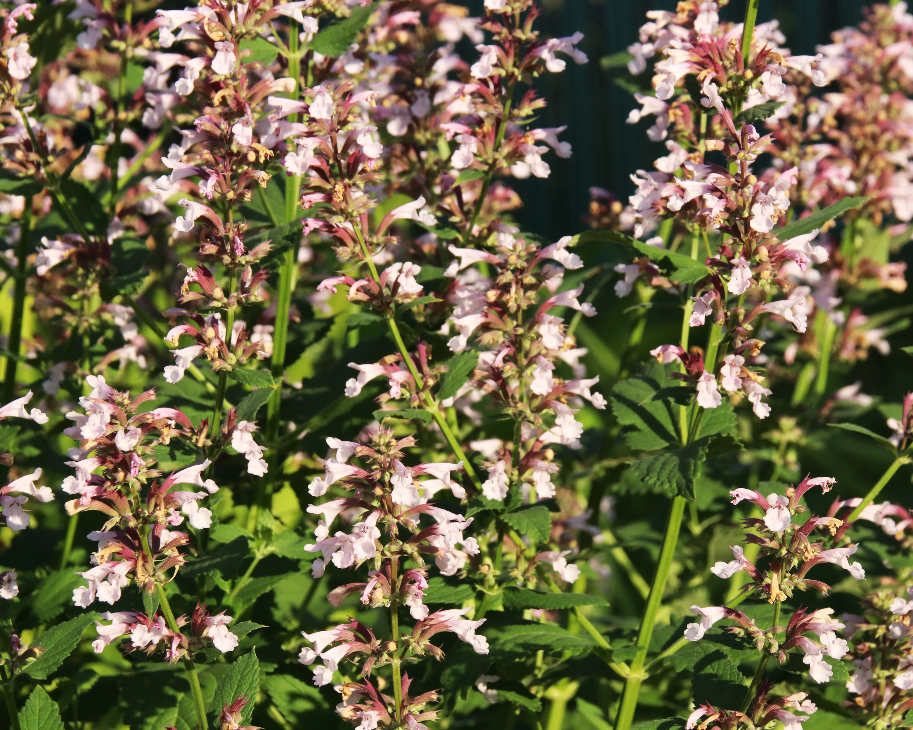 Nepeta 'Dawn to Dusk' - Image 6