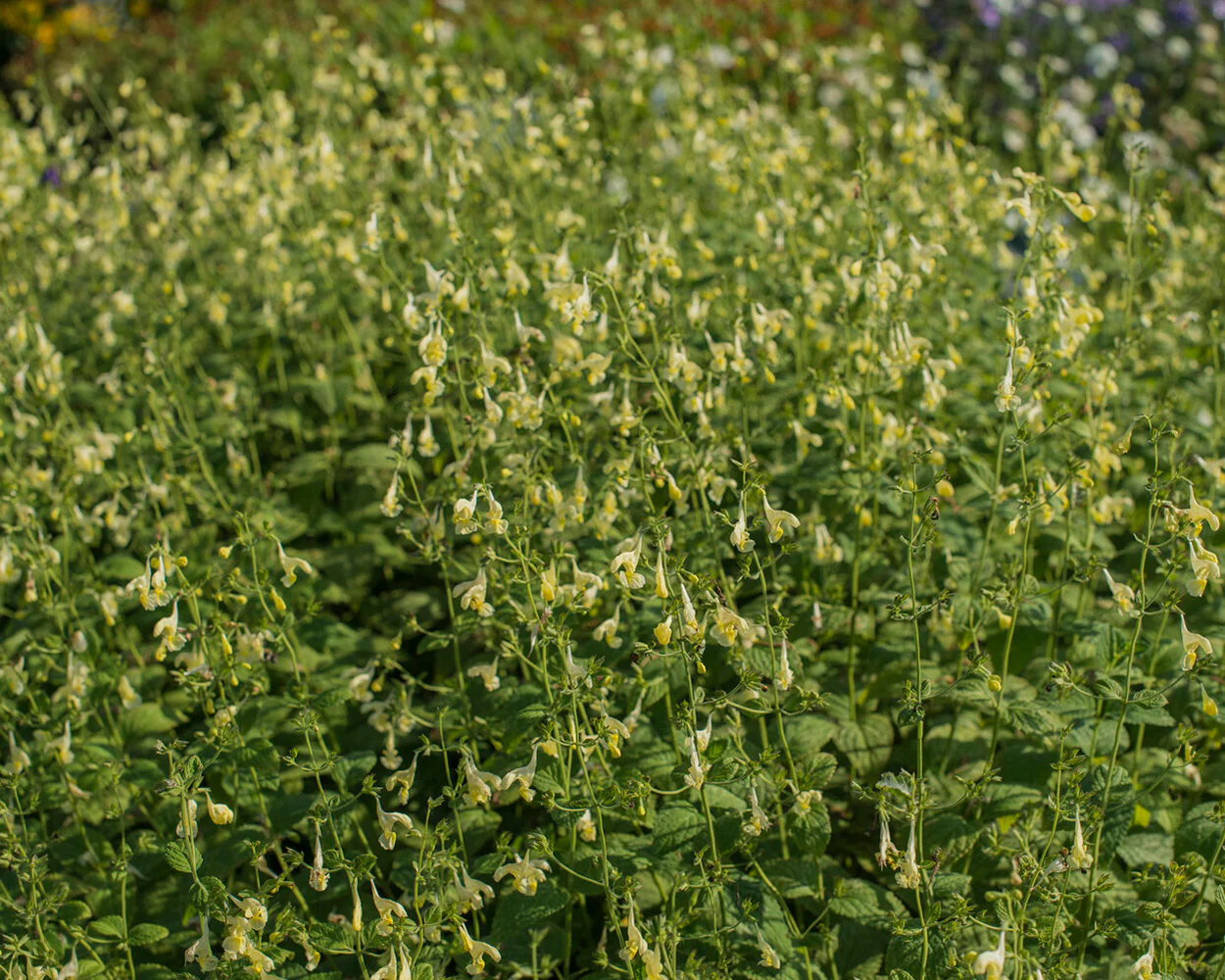 Nepeta govaniana - Image 6