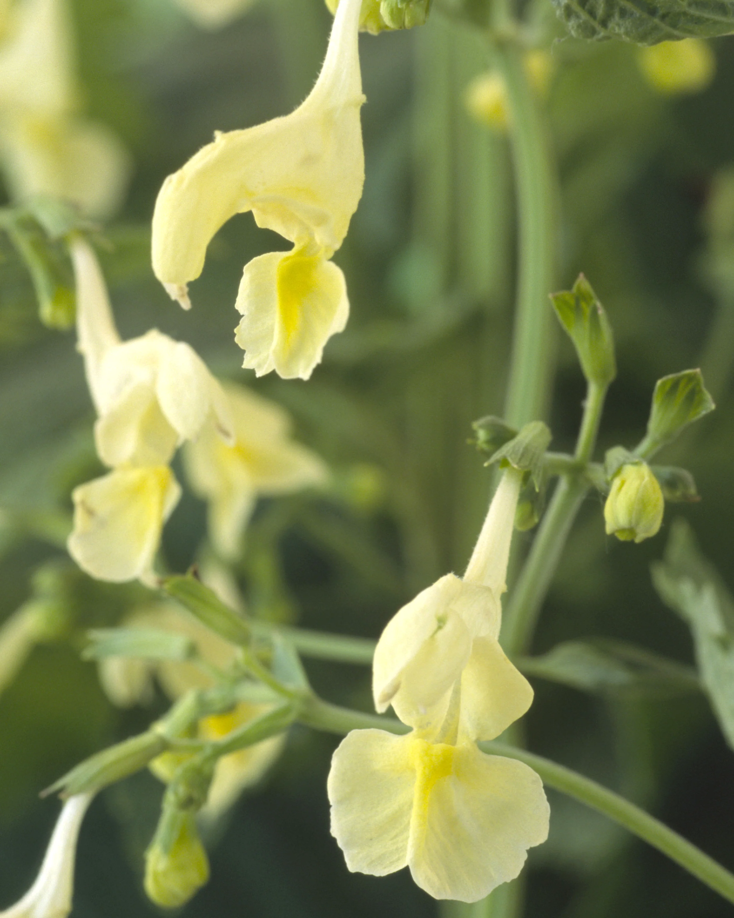 Nepeta govaniana - Image 7