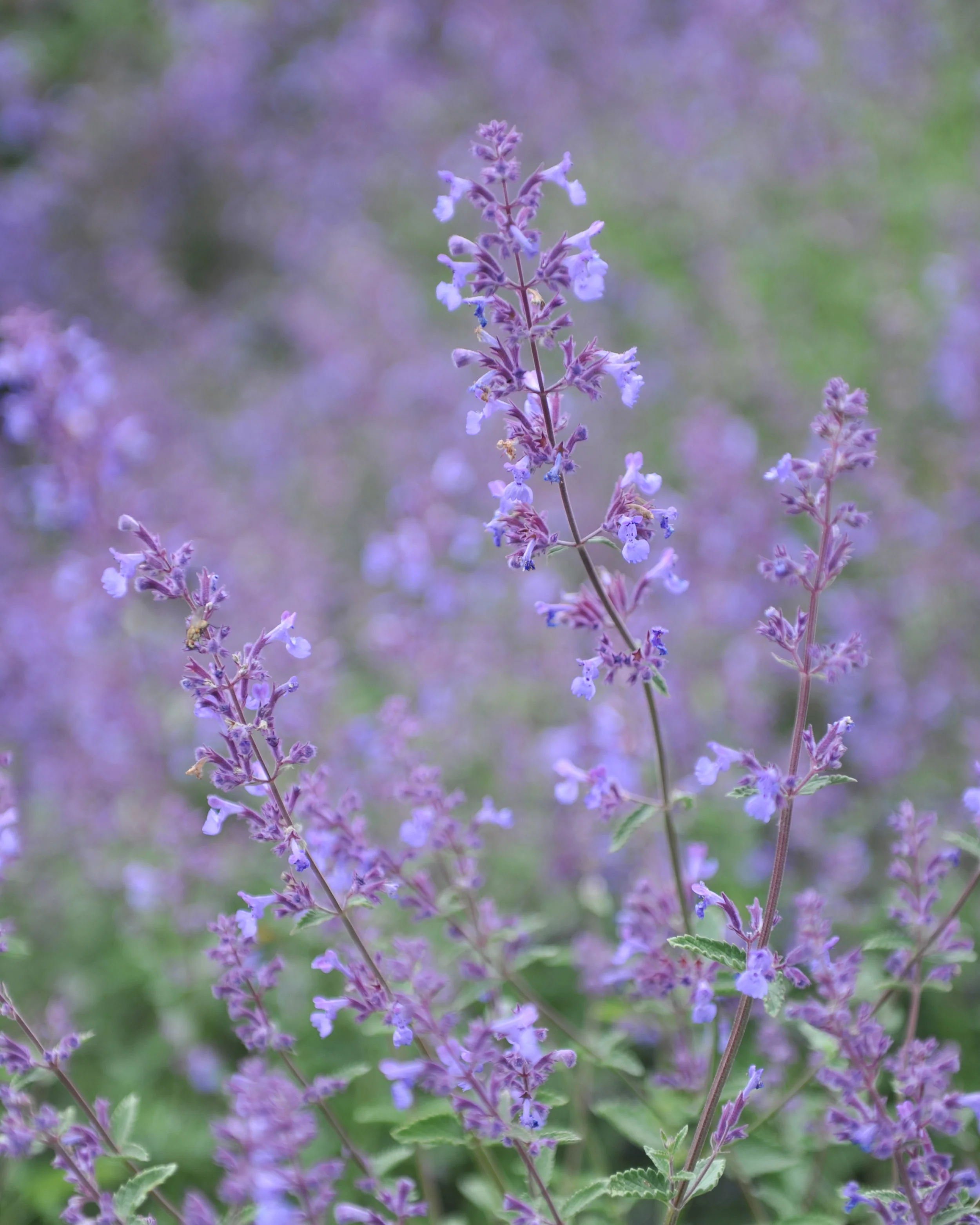 Nepeta 'Junior Walker' - Image 2