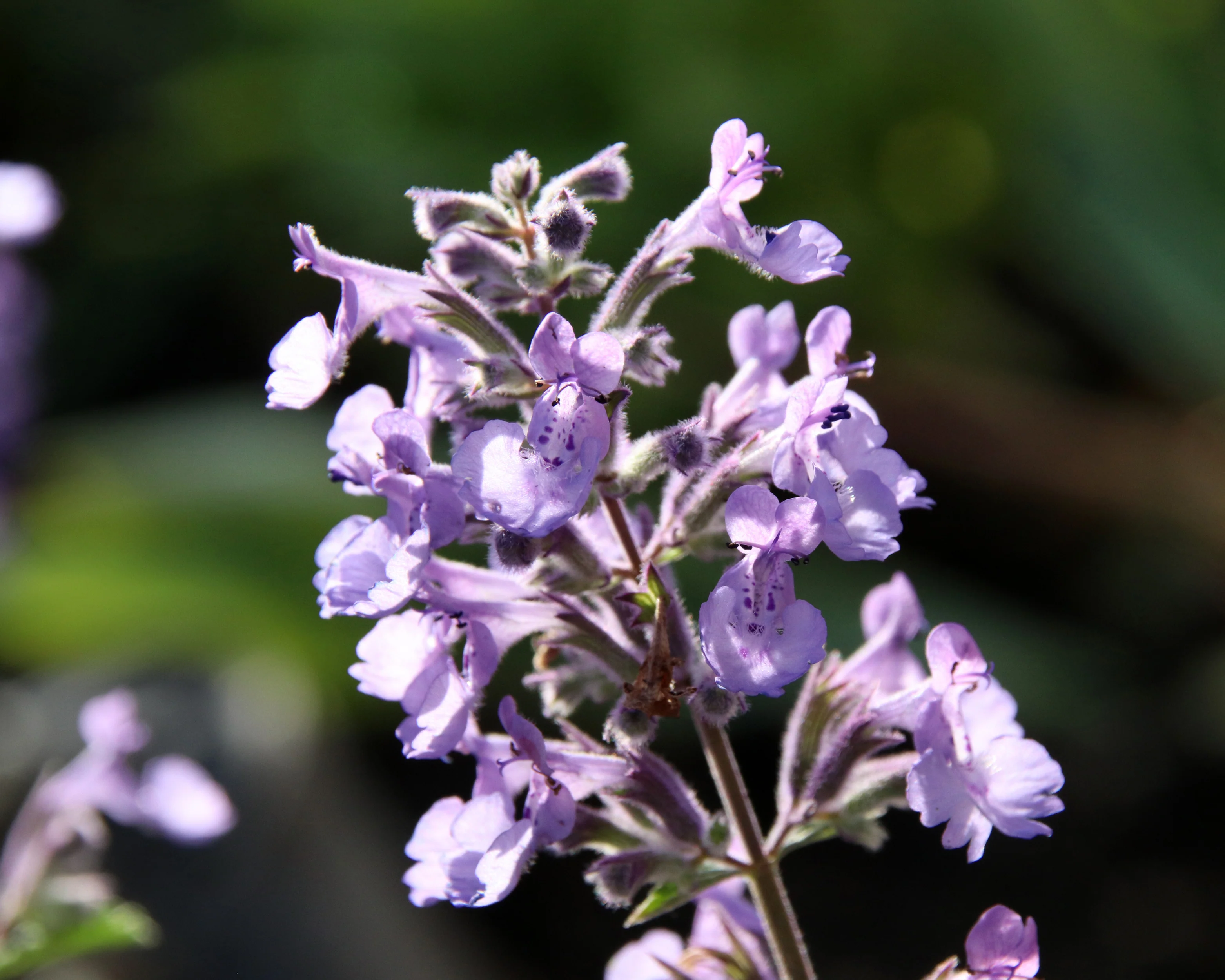 Nepeta 'Junior Walker' - Image 3