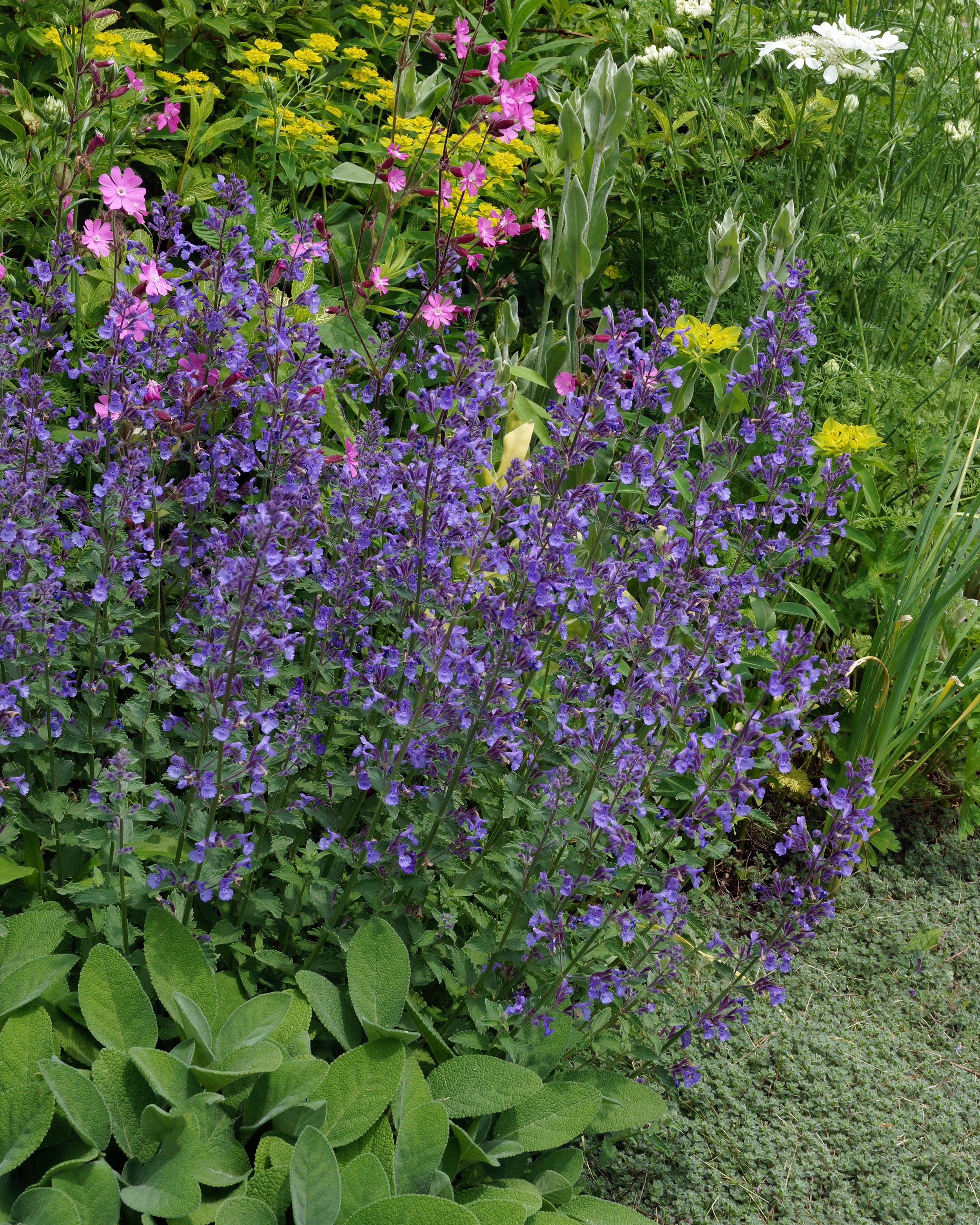 Nepeta 'Junior Walker' - Image 5