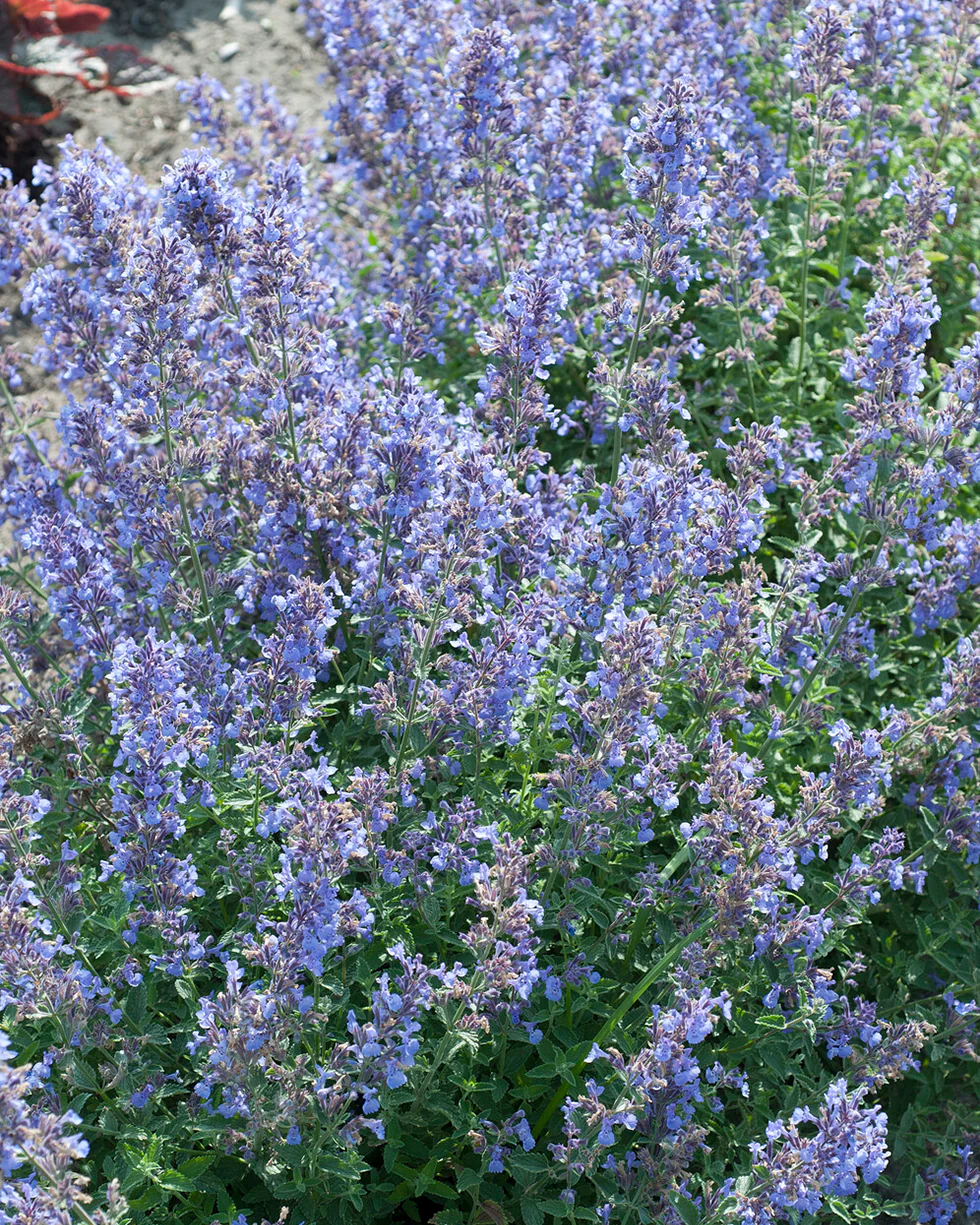 Nepeta 'Junior Walker' - Image 8