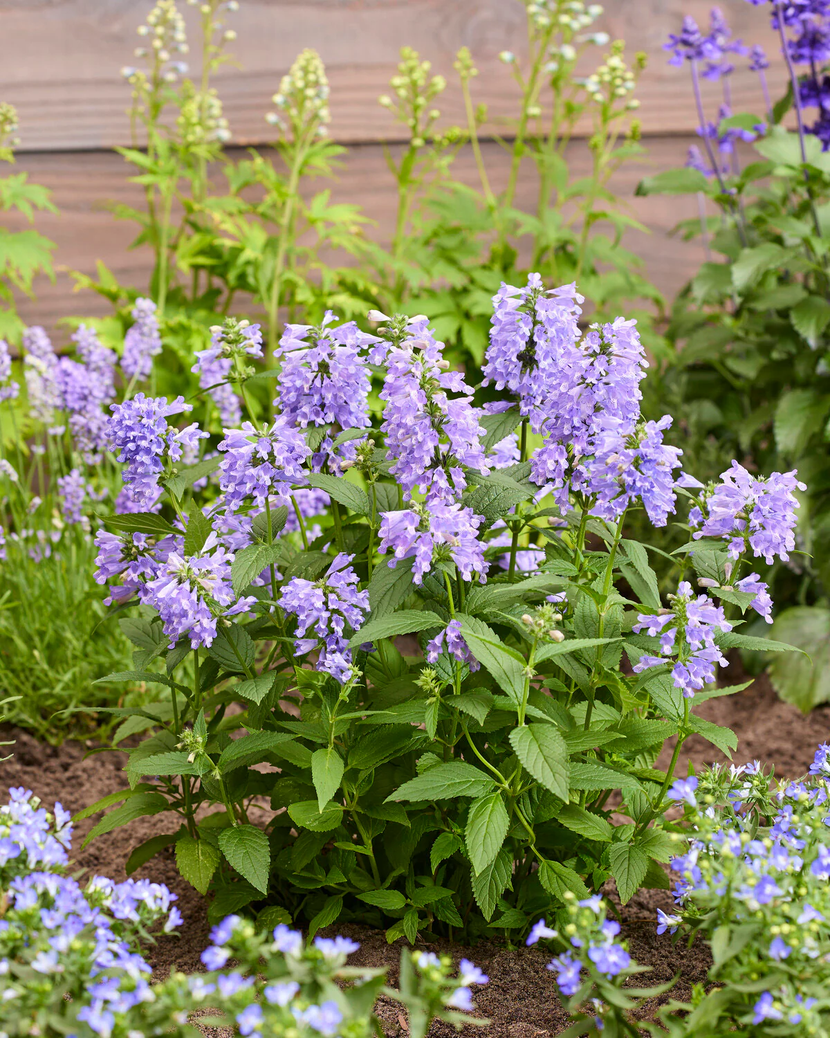 Nepeta 'Magical Mr. Blue Sky' - Image 4