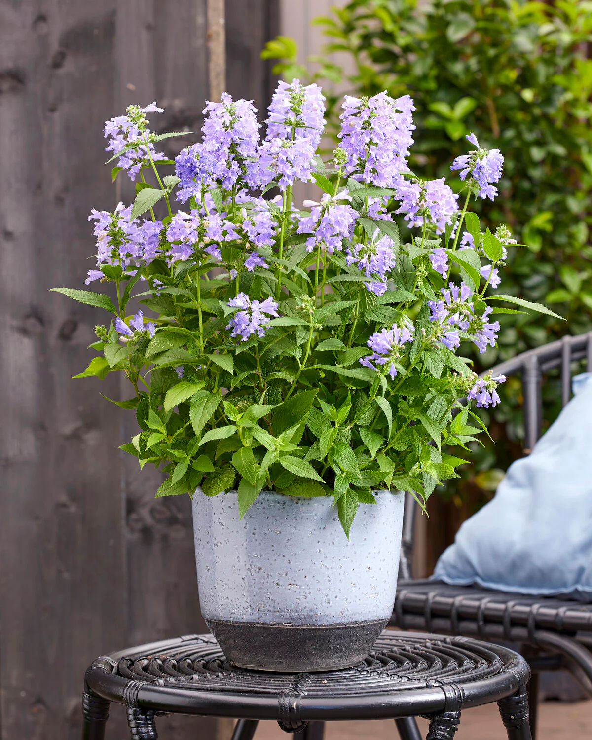 Nepeta 'Magical Mr. Blue Sky' - Image 5
