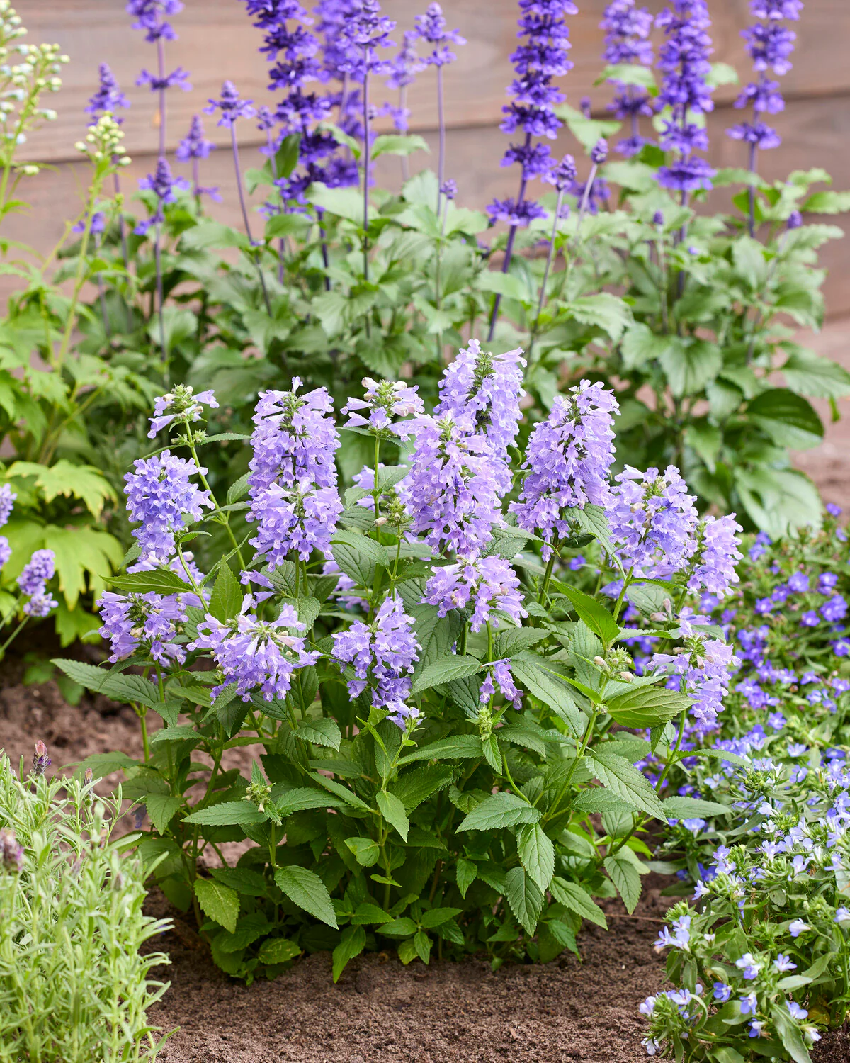 Nepeta 'Magical Mr. Blue Sky' - Image 6
