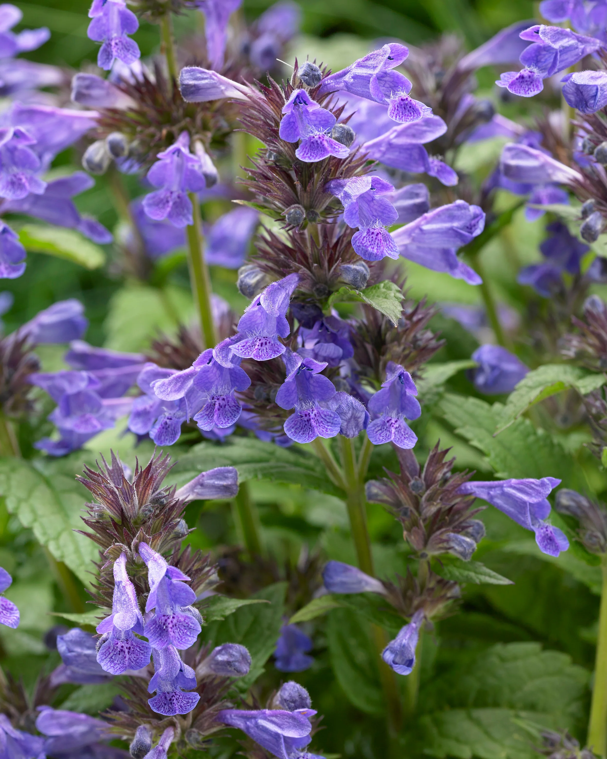 Nepeta 'Neptune Bokratune' - Image 2