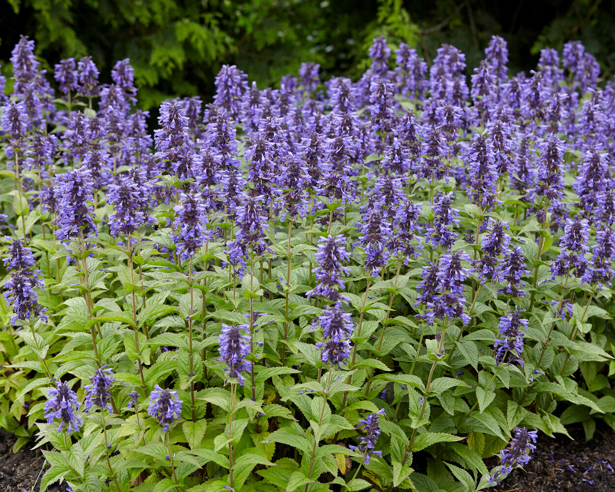 Nepeta 'Neptune Bokratune' - Image 3