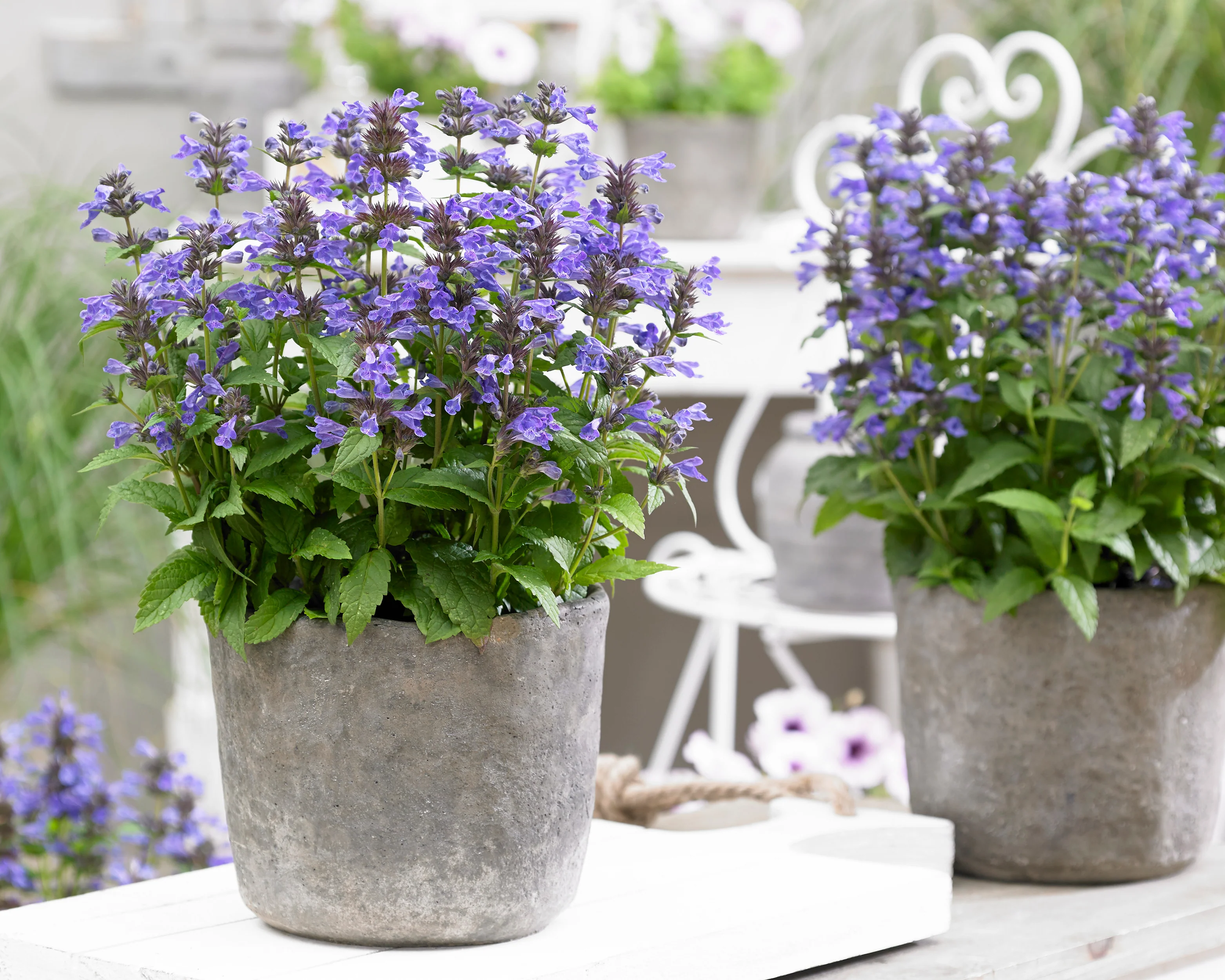 Nepeta 'Neptune Bokratune' - Image 5