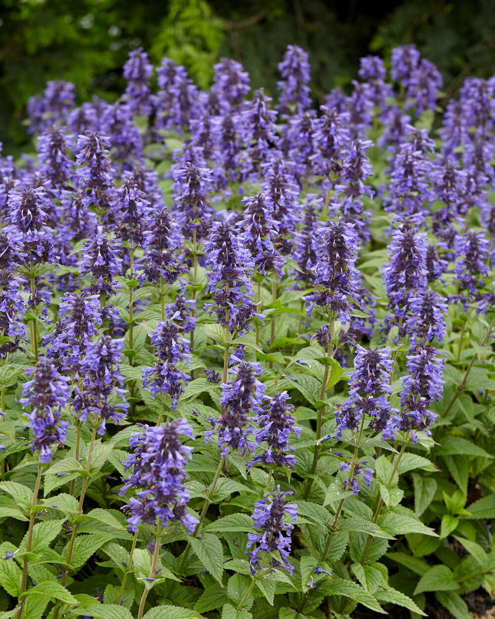 Nepeta 'Neptune Bokratune' - Image 9