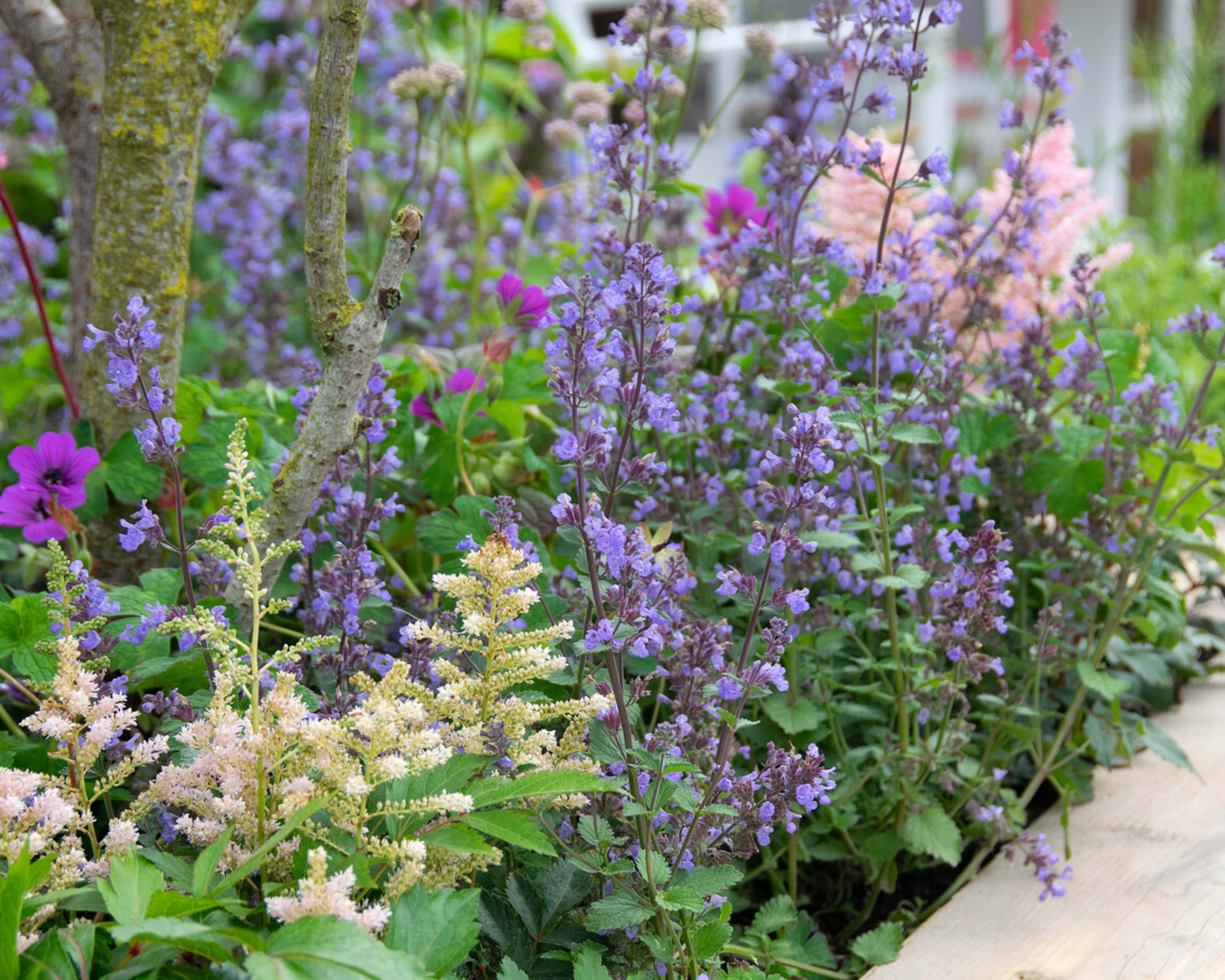 Nepeta 'Purrsian Blue' - Image 2