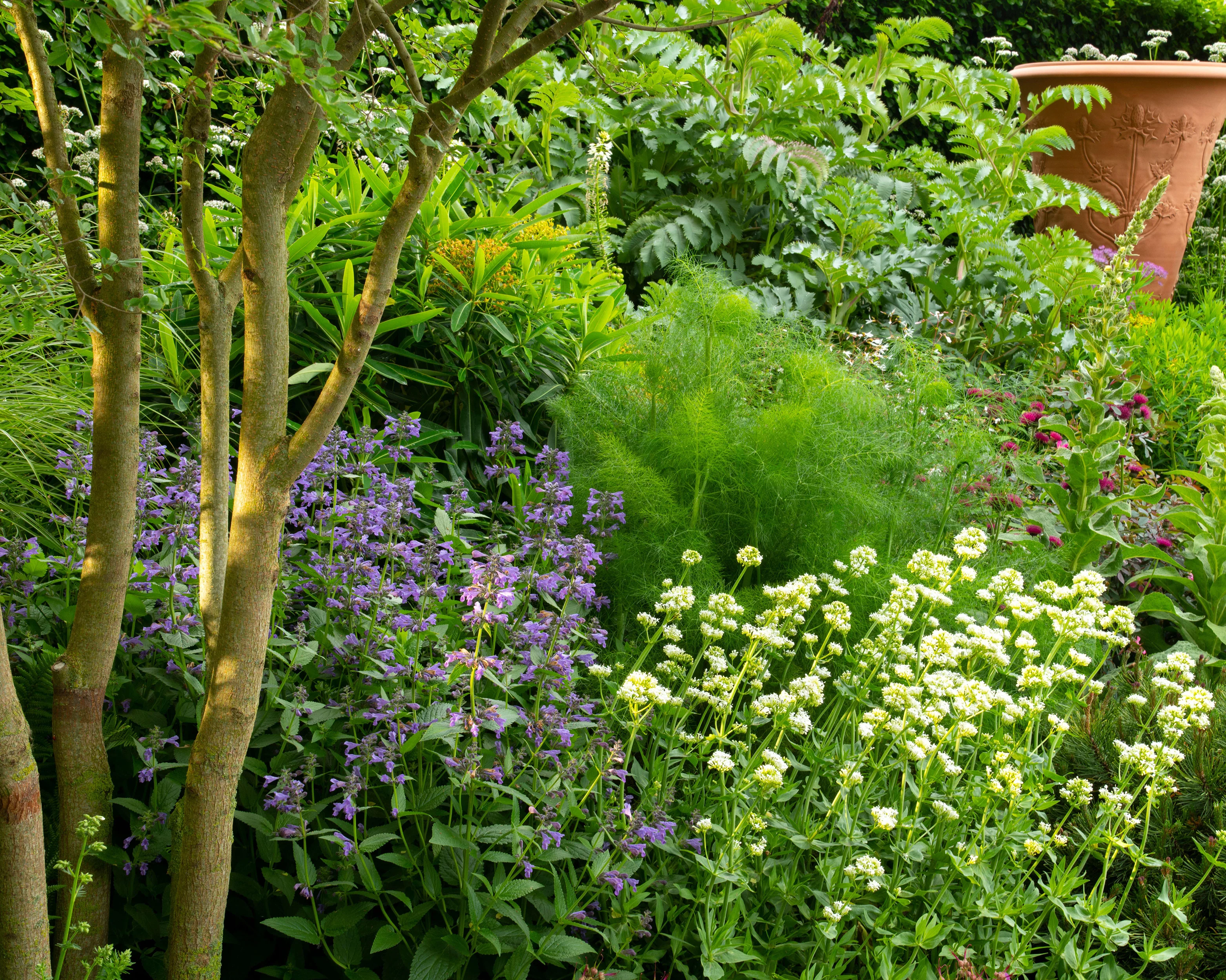 Nepeta 'Purrsian Blue' - Image 6