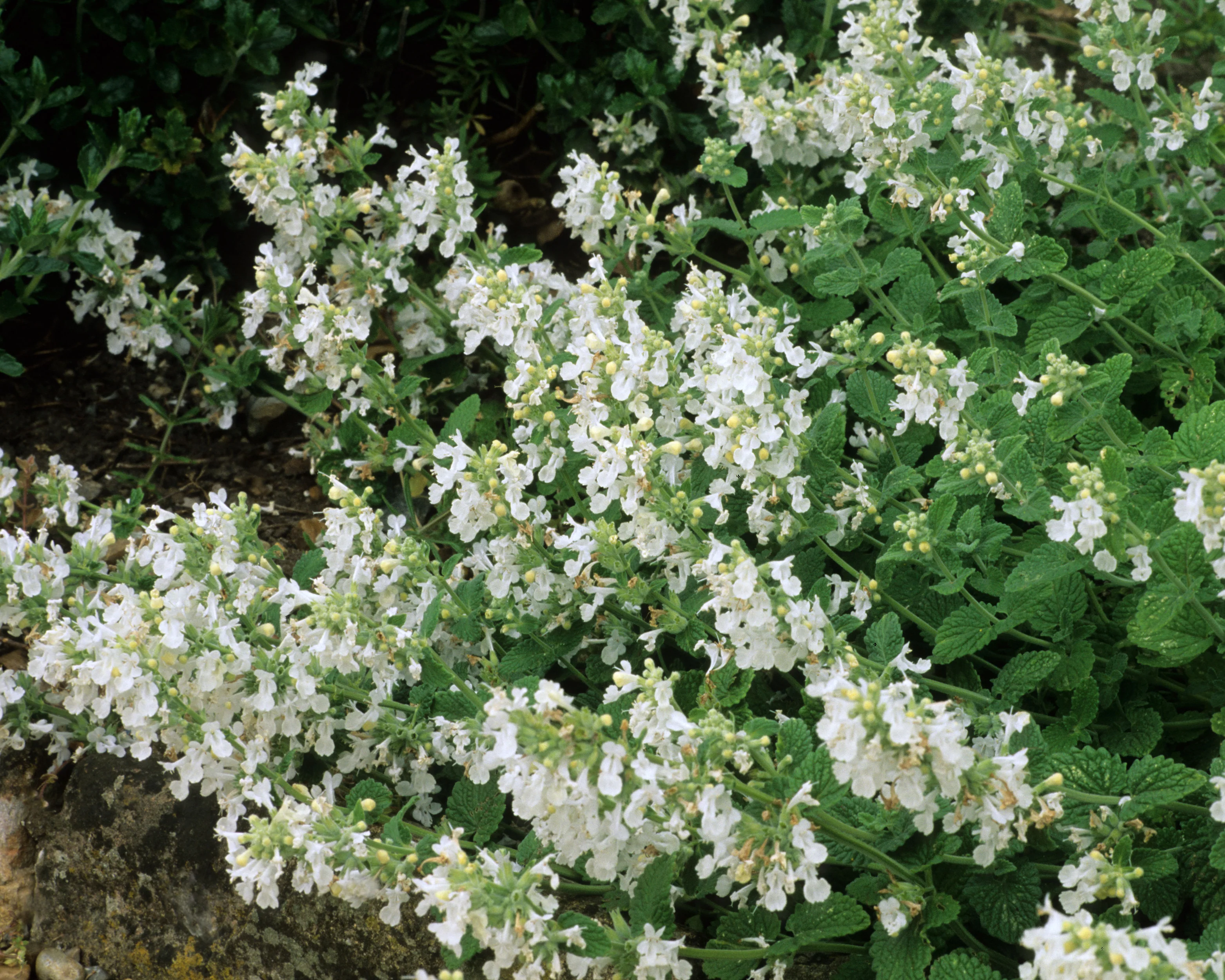Nepeta 'Snowflake' - Image 3