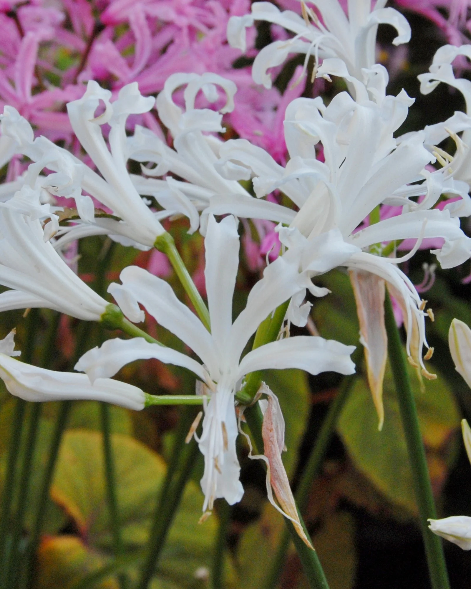 Nerine bowdenii 'Alba' - Image 2