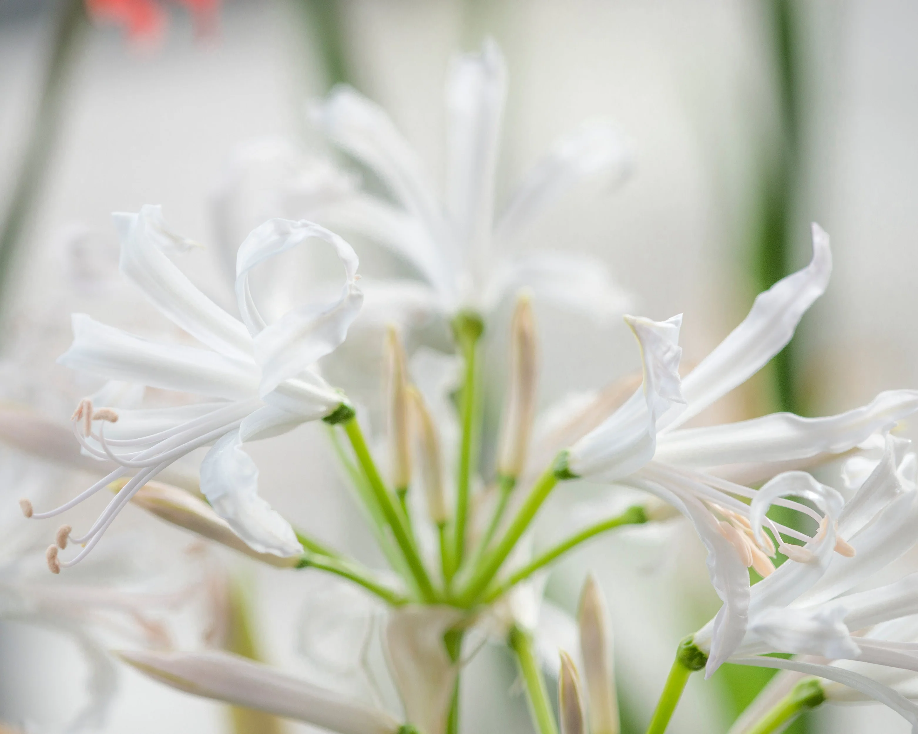 Nerine bowdenii 'Alba' - Image 3