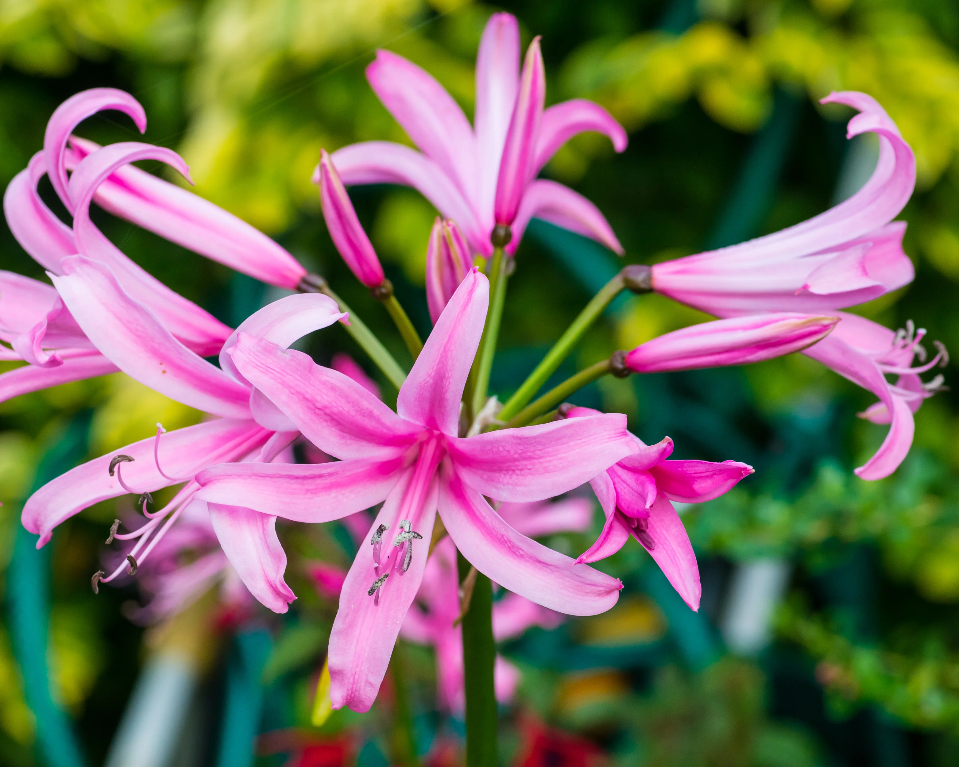 Nerine bowdenii - Image 8