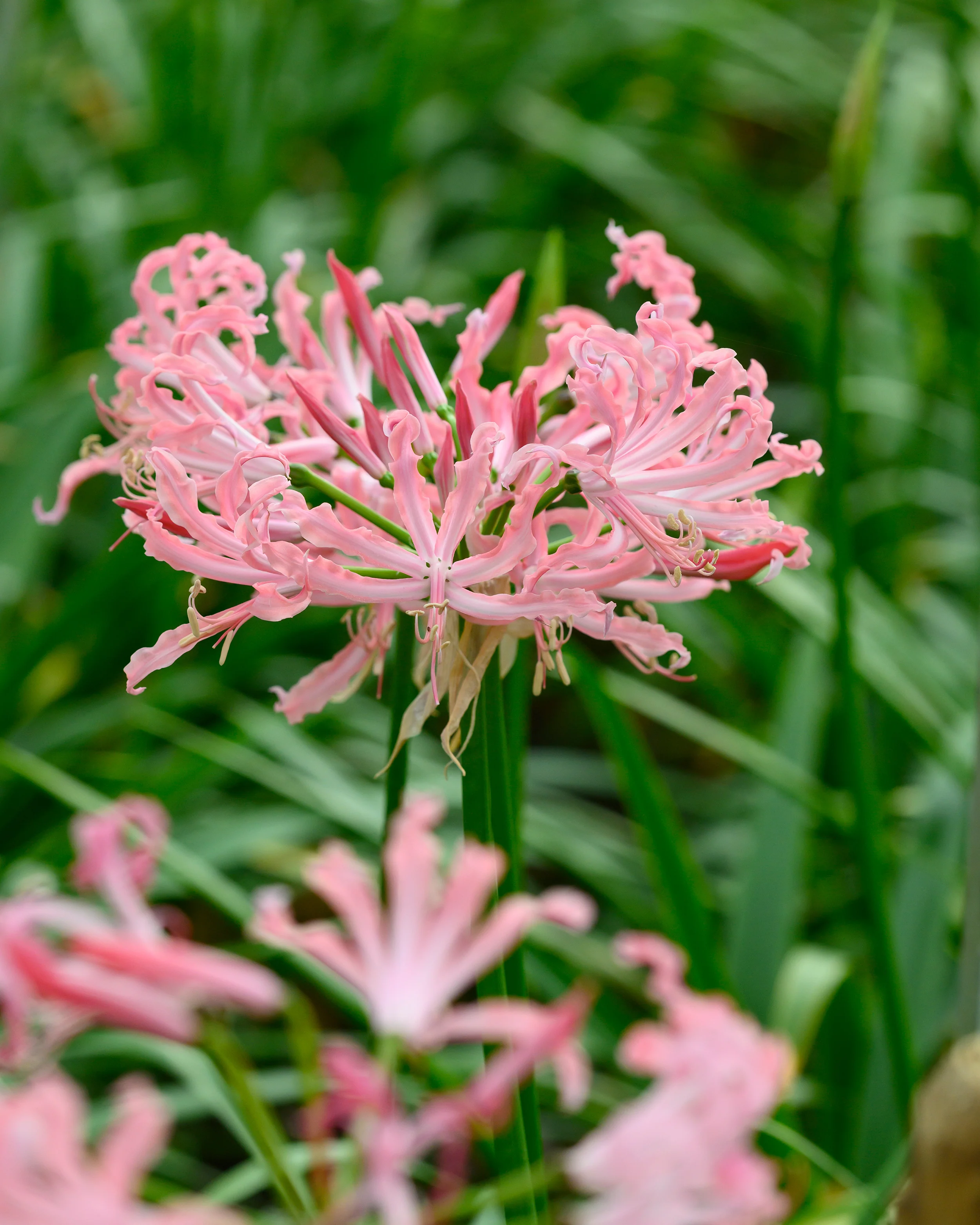 Nerine 'Flügel' - Image 3
