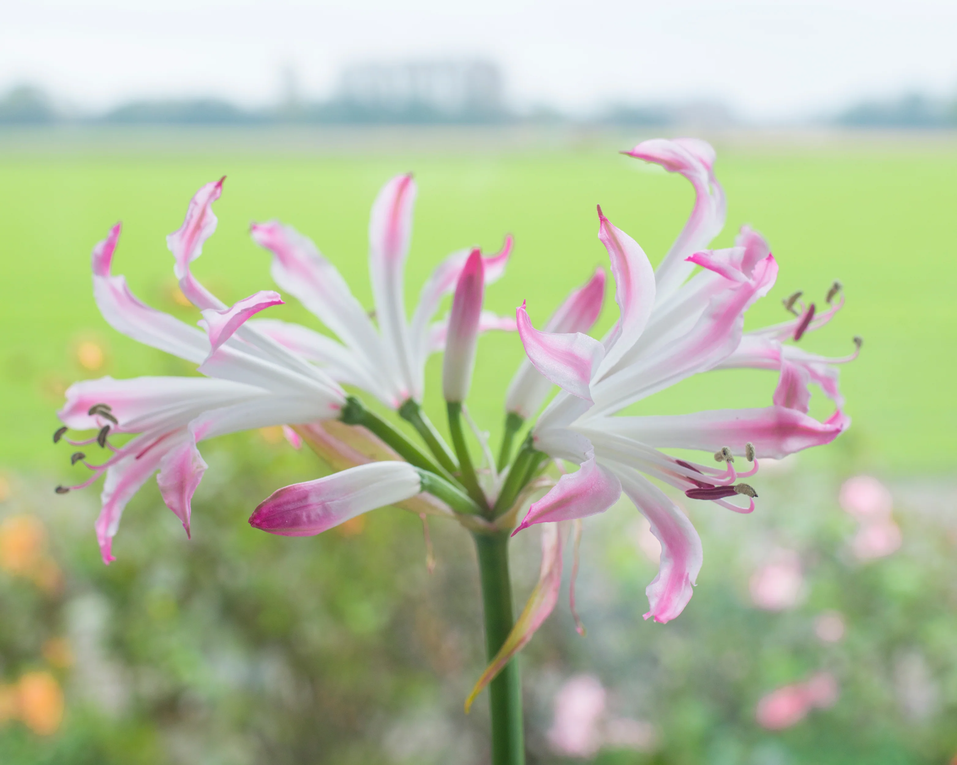 Nerine 'Lipstick' - Image 2