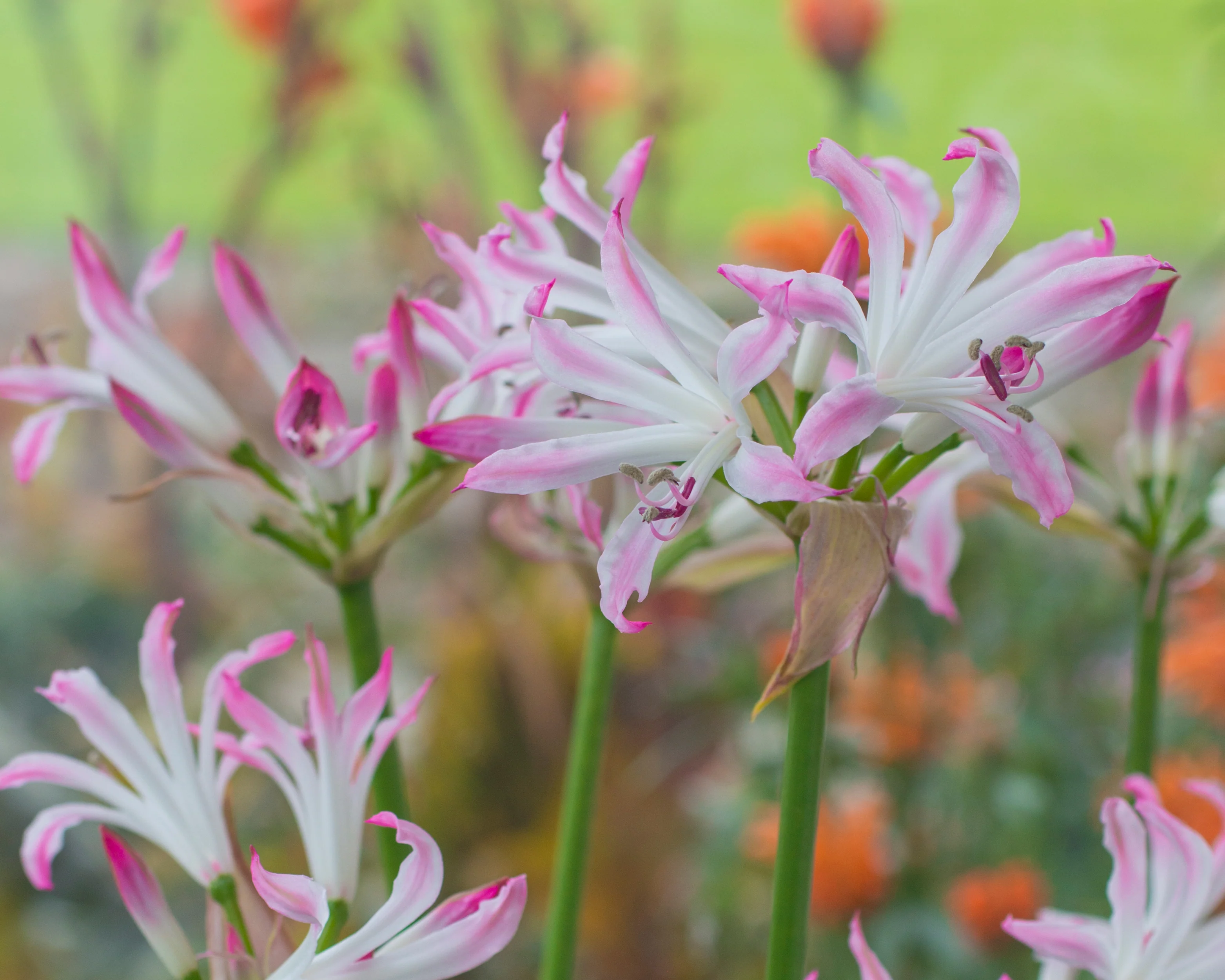 Nerine 'Lipstick' - Image 9