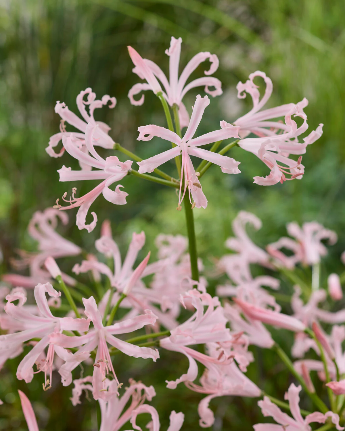 Nerine 'Vesta' - Image 4
