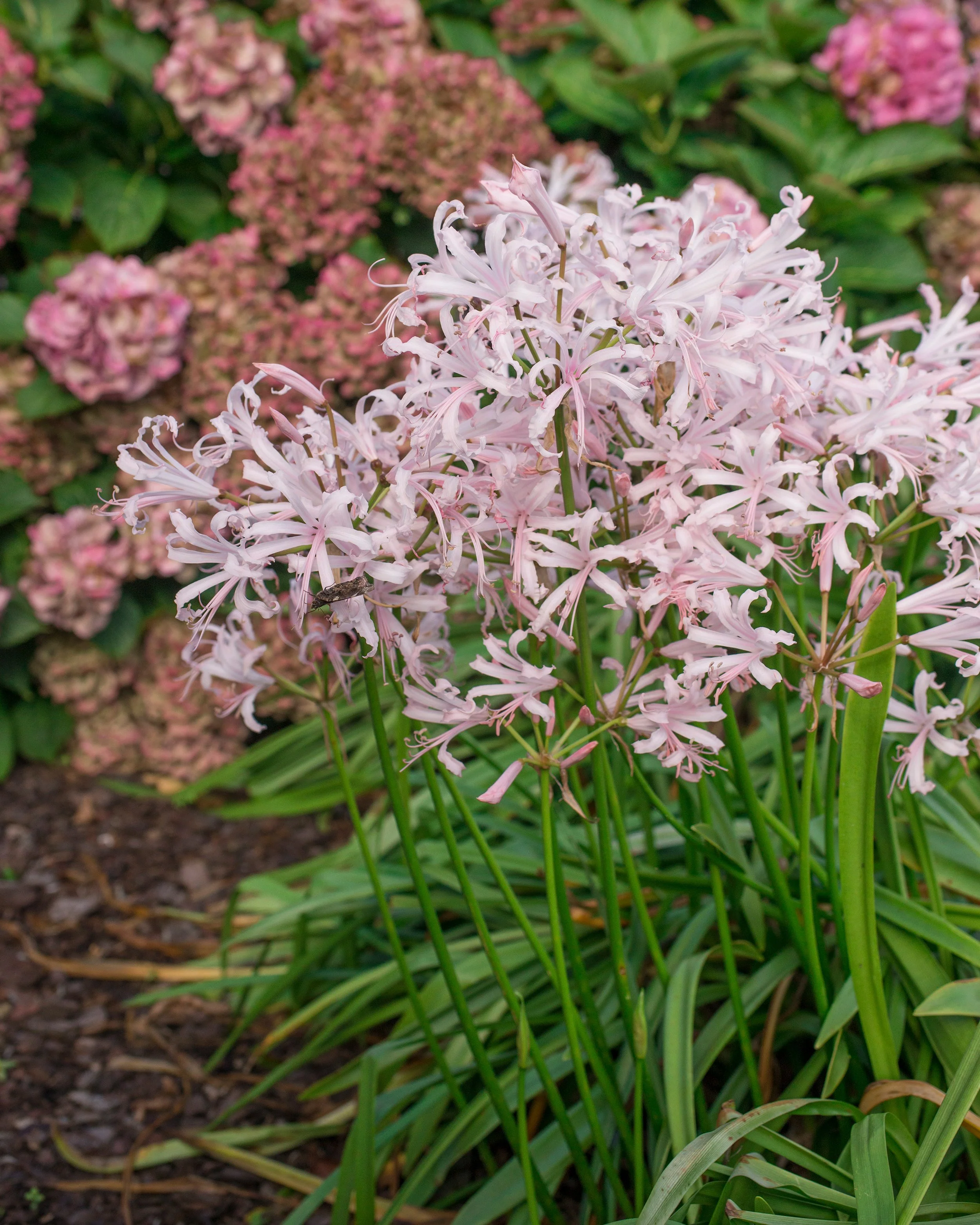 Nerine 'Vesta' - Image 5