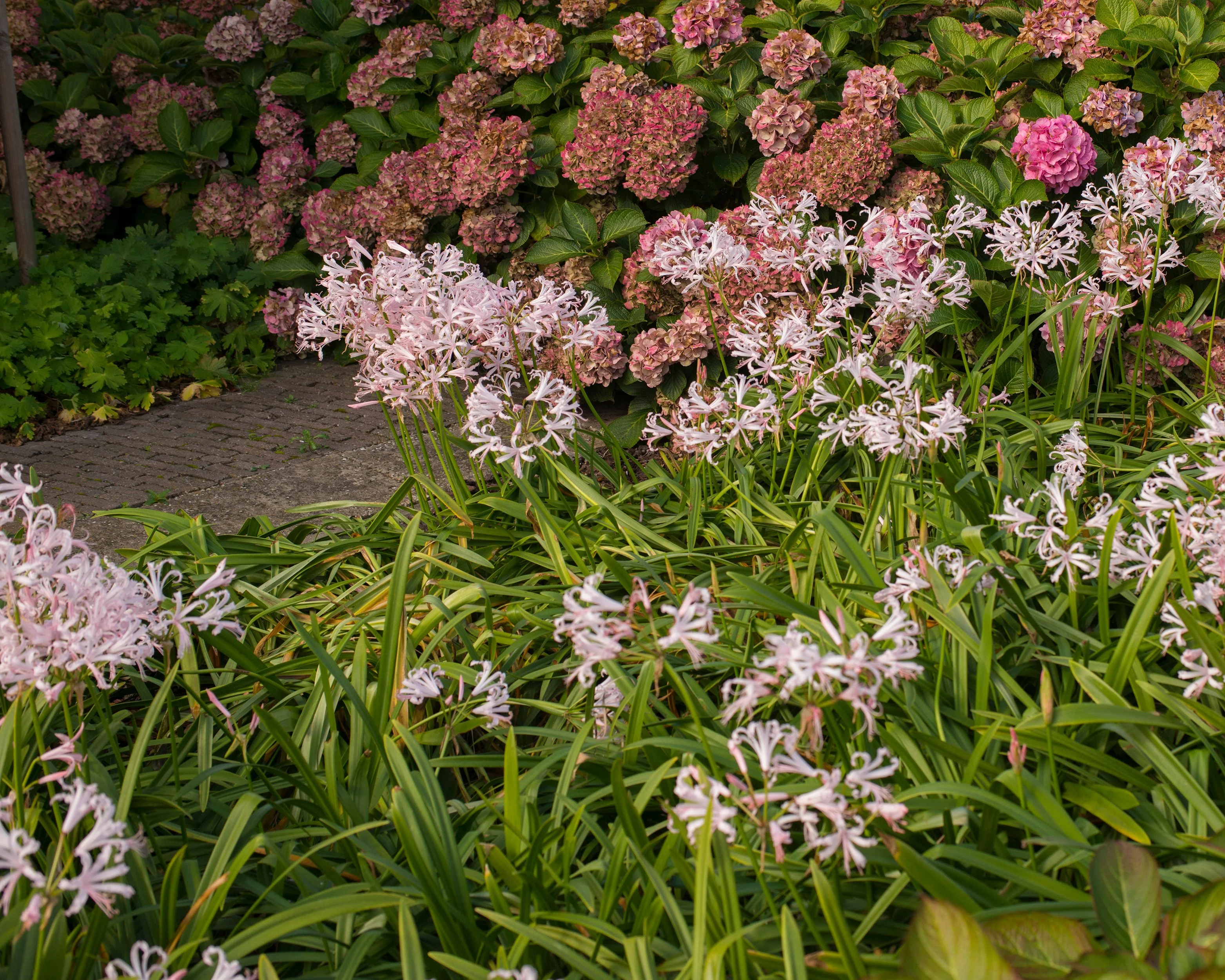 Nerine 'Vesta' - Image 6