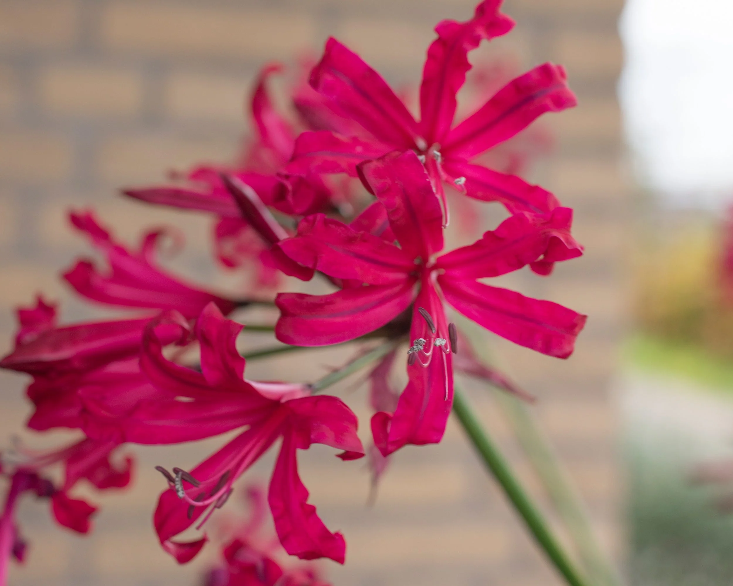 Nerine 'Mr John' - Image 2