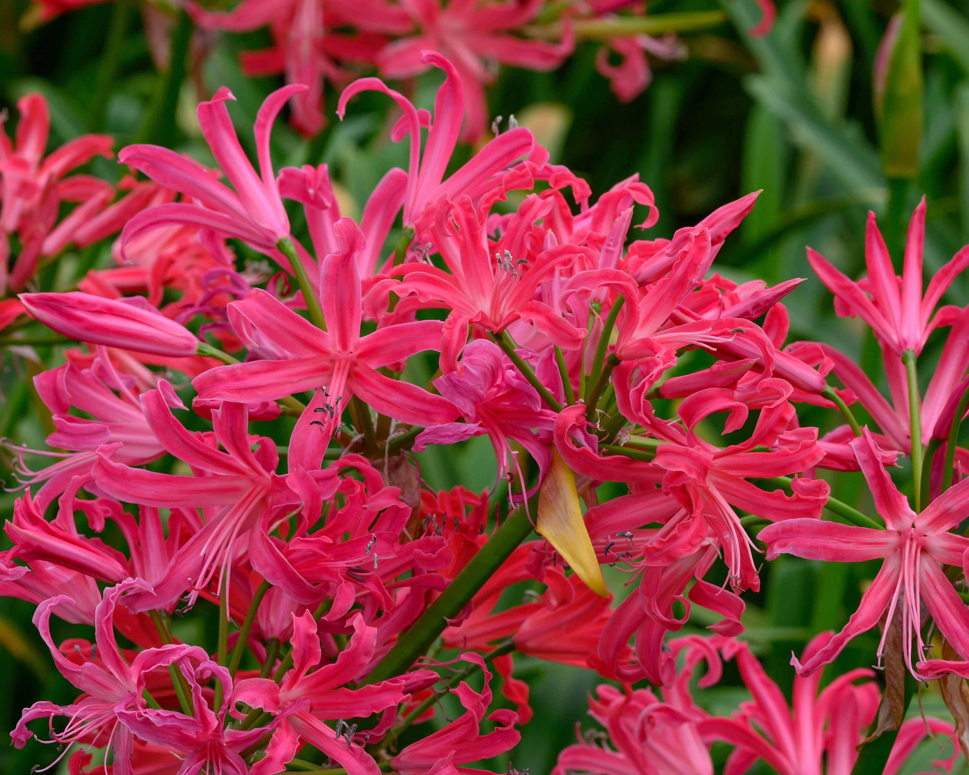 Nerine 'Pearls of Cherry' - Image 2