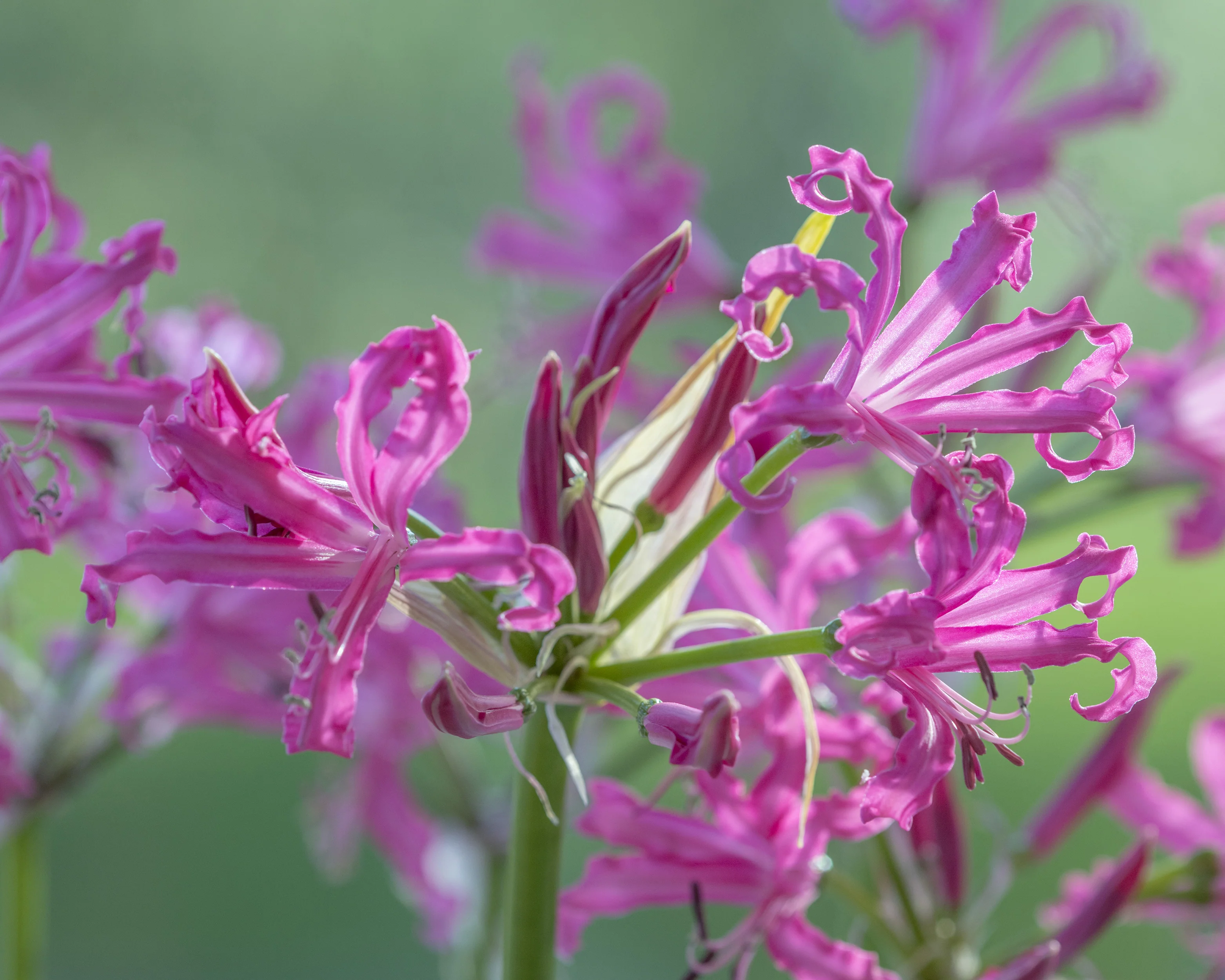 Nerine 'Isabel' - Image 2