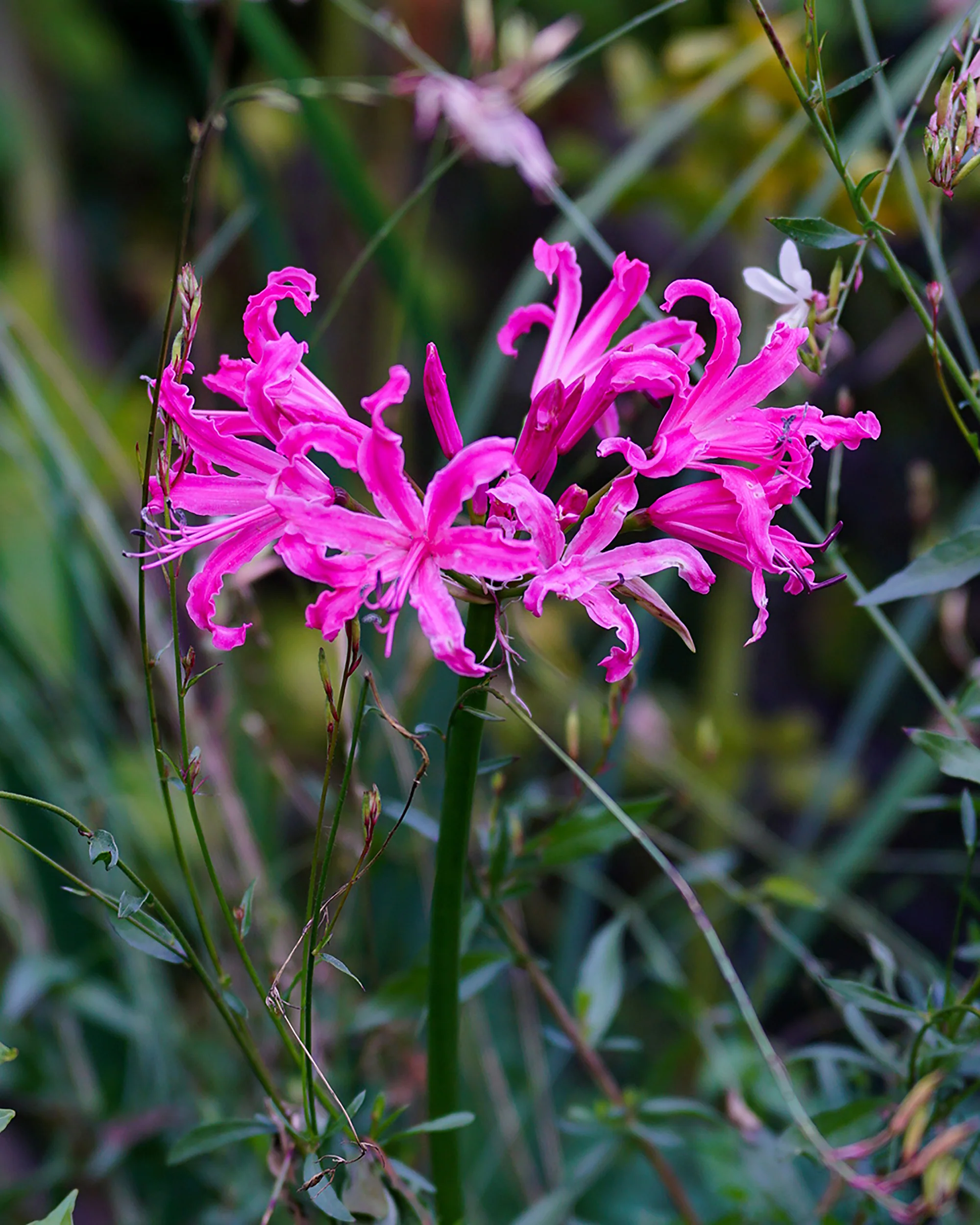 Nerine 'Isabel' - Image 3